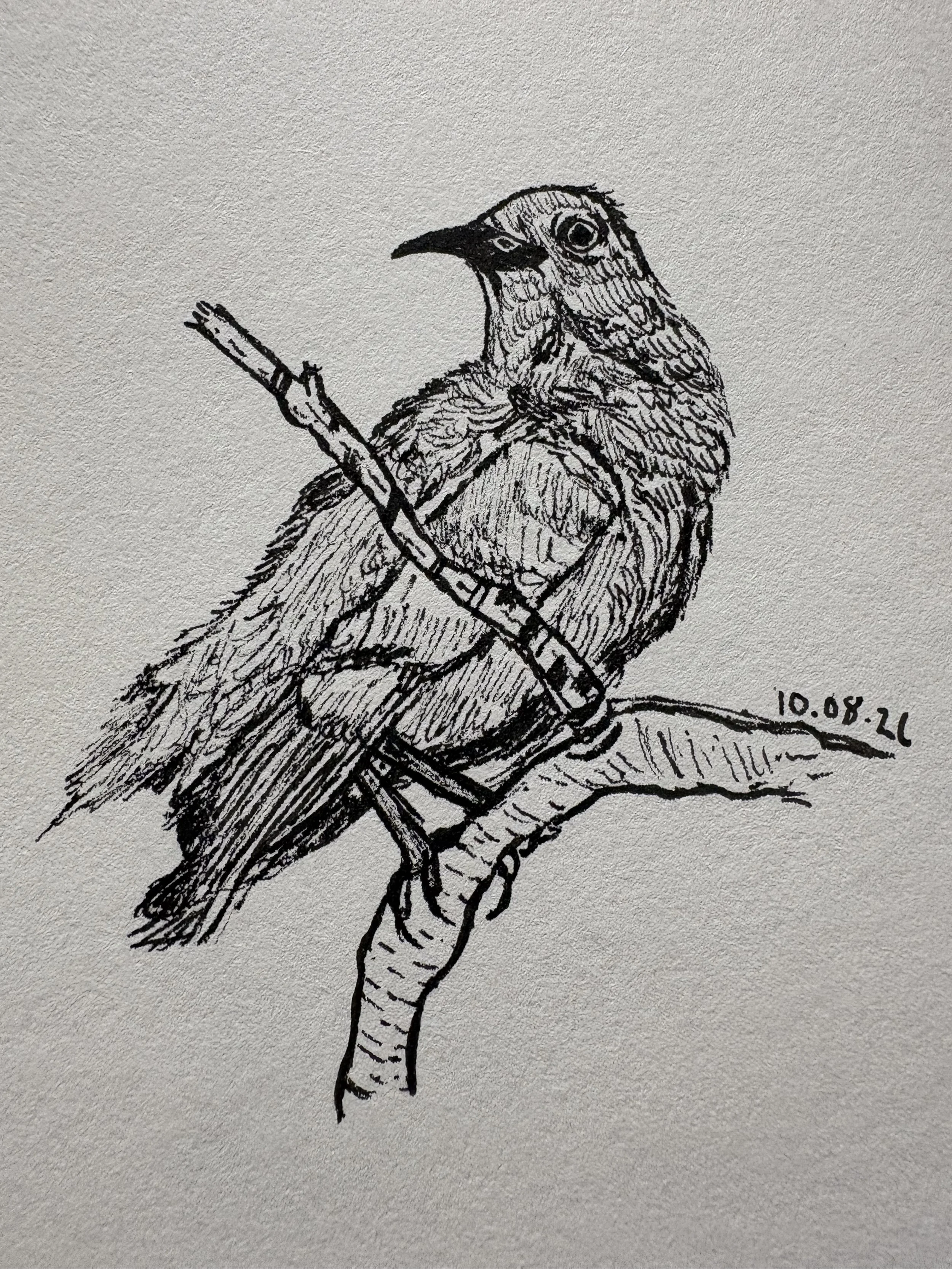 Derpy curve-billed thrasher (October 2026)