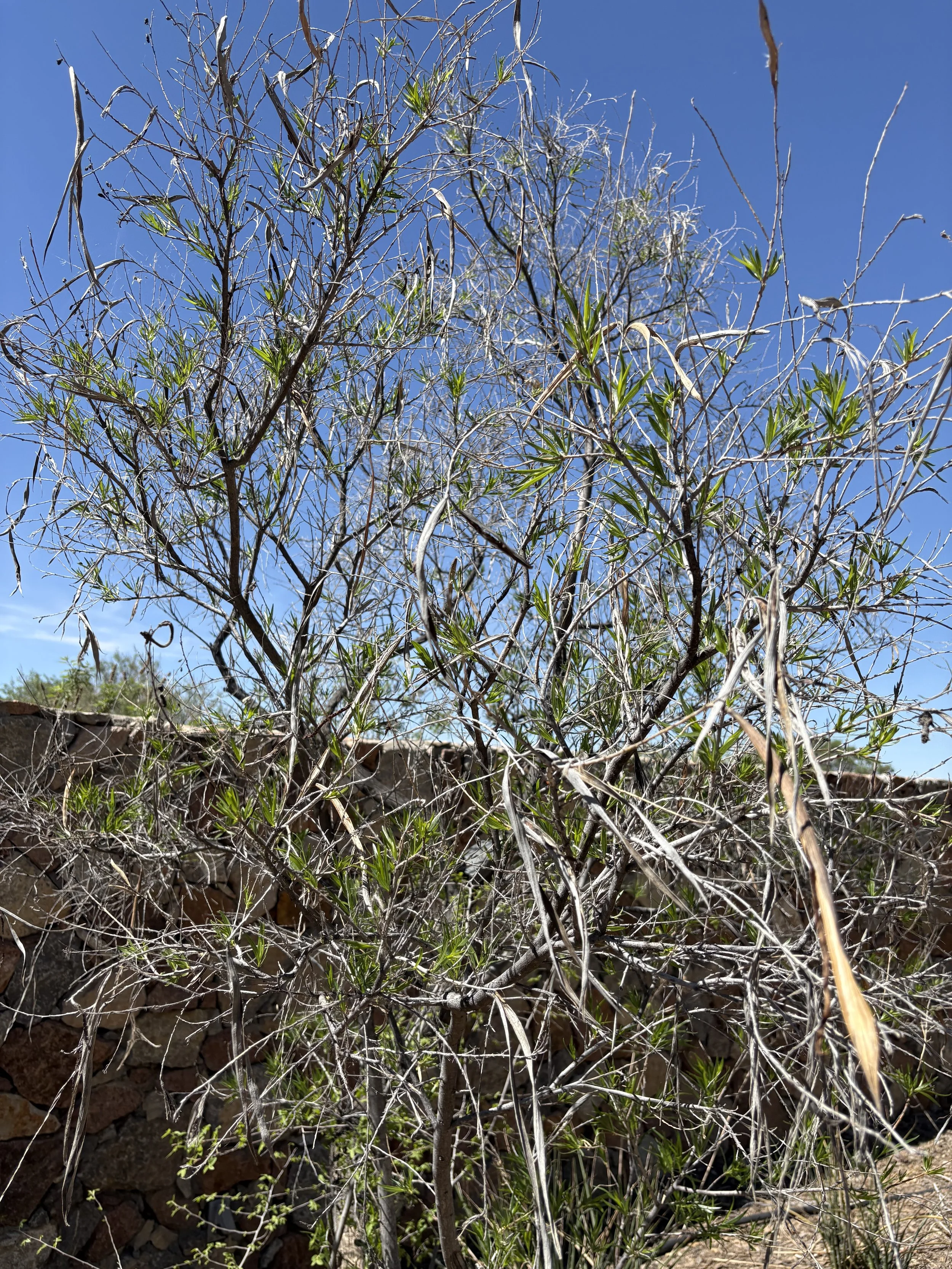Desert Willow (April 2026)