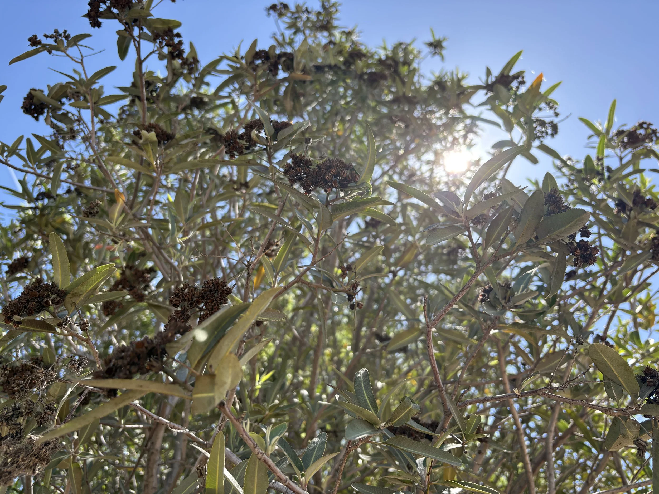 Arizona Rosewood (April 2026)