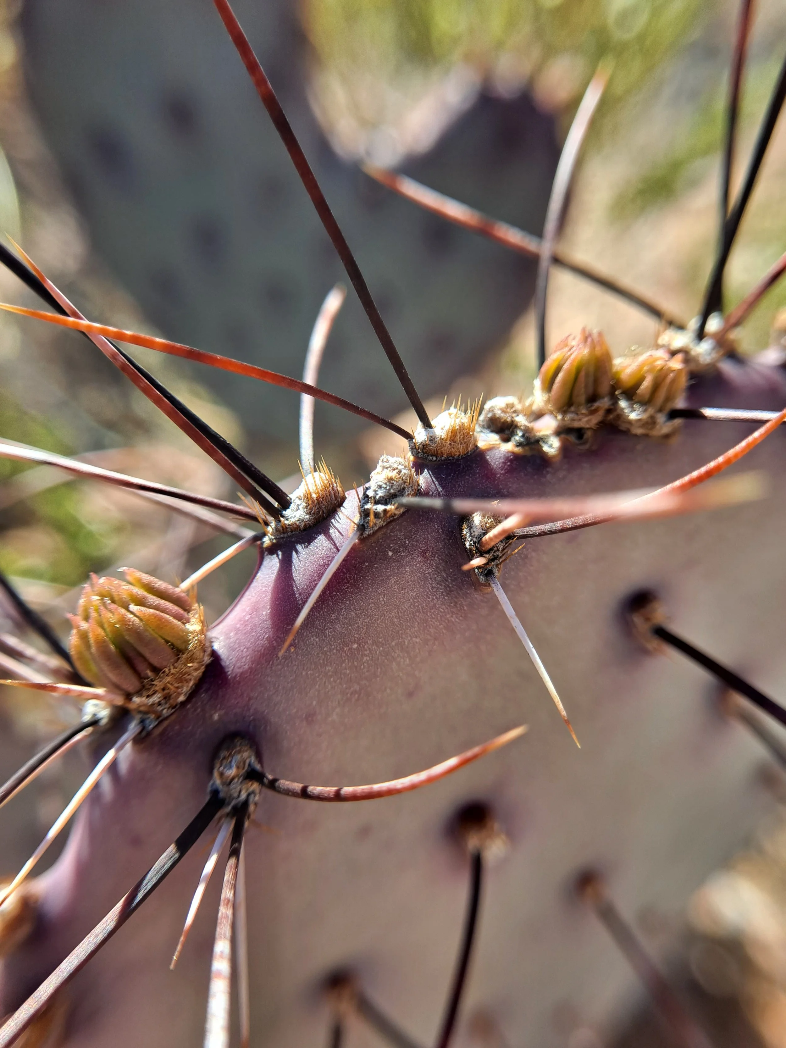 Purple opuntia macrocentra (Prickly Pear) - El Paso, TX (March 2023)