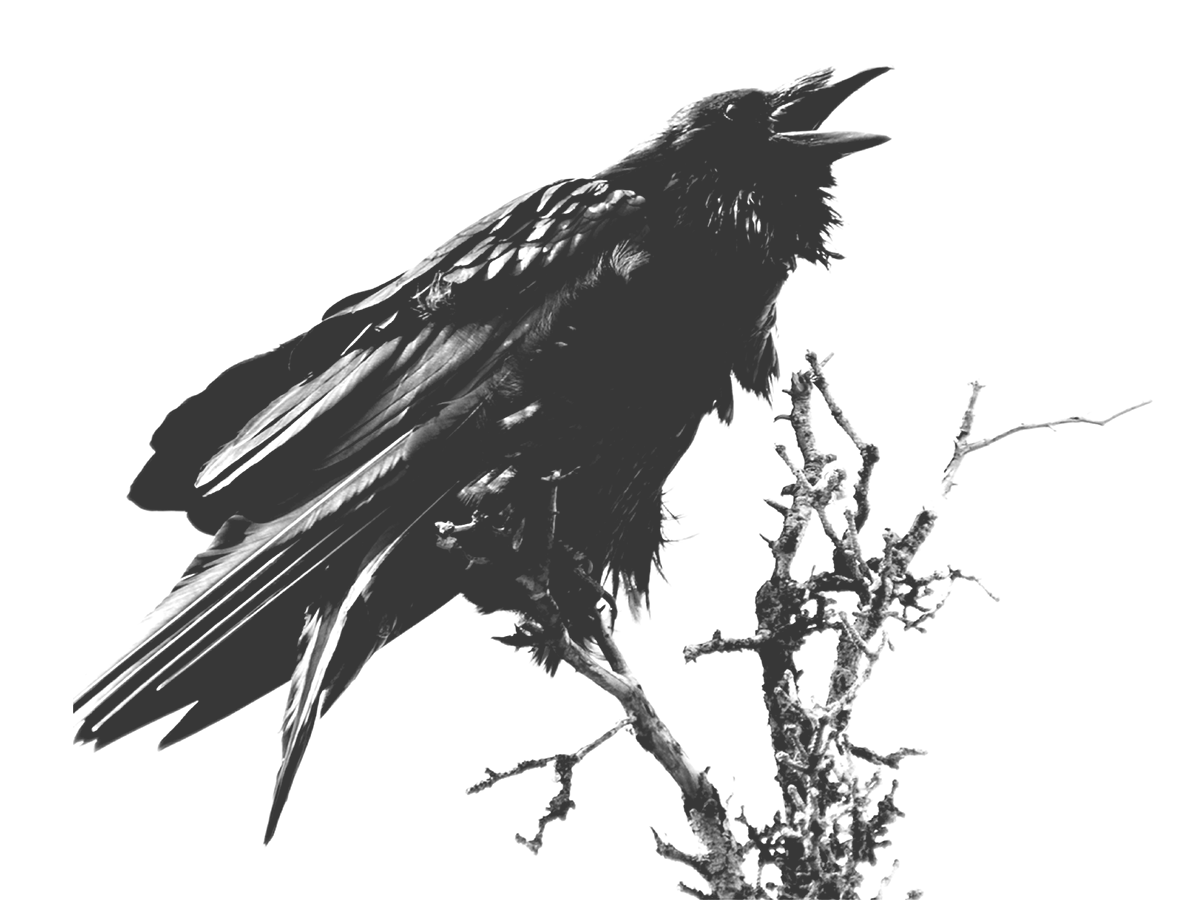 Illustration of a raven sitting on a branch.