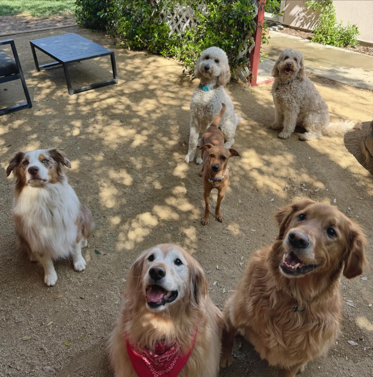 Treat time! It&rsquo;s the only way to get them all to look and focus on me 😉 what a great pack we have today at Davis Happy Paws 🐾 thanks for making my job so easy