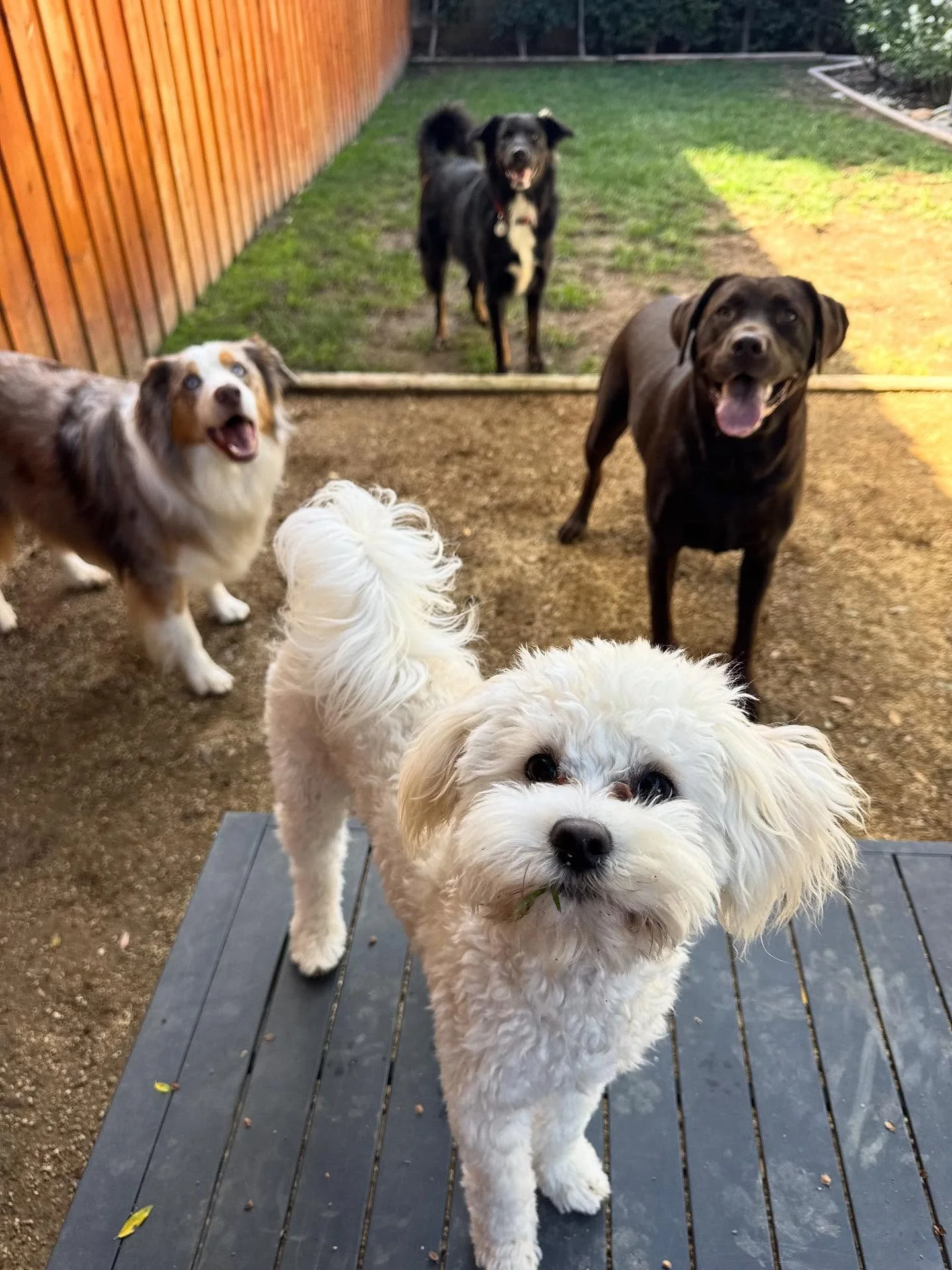 Bodie and the crew are back! We had a nice little break while he recovered from his neutering. Now we have our friends in this sunny Wednesday back to play! 

#petsitter #petsitter #petstagram #petlovers #petlover #dog #dogsofinstagram #dogs #dogsitt