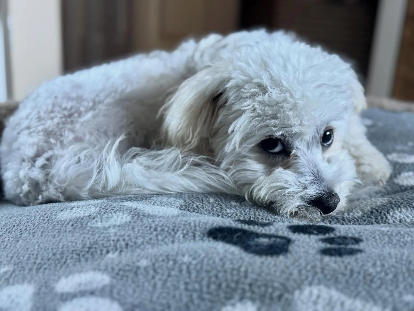 Recovering from surgery. Thank you to all the warm wishes. Hope to see you all in a week! 

#petsitter #petsitter #petstagram #petlovers #petlover #dog #dogsofinstagram #dogs #dogsitting #doglover #dogslife #dogstagram #simivalley #conejovalley #vent