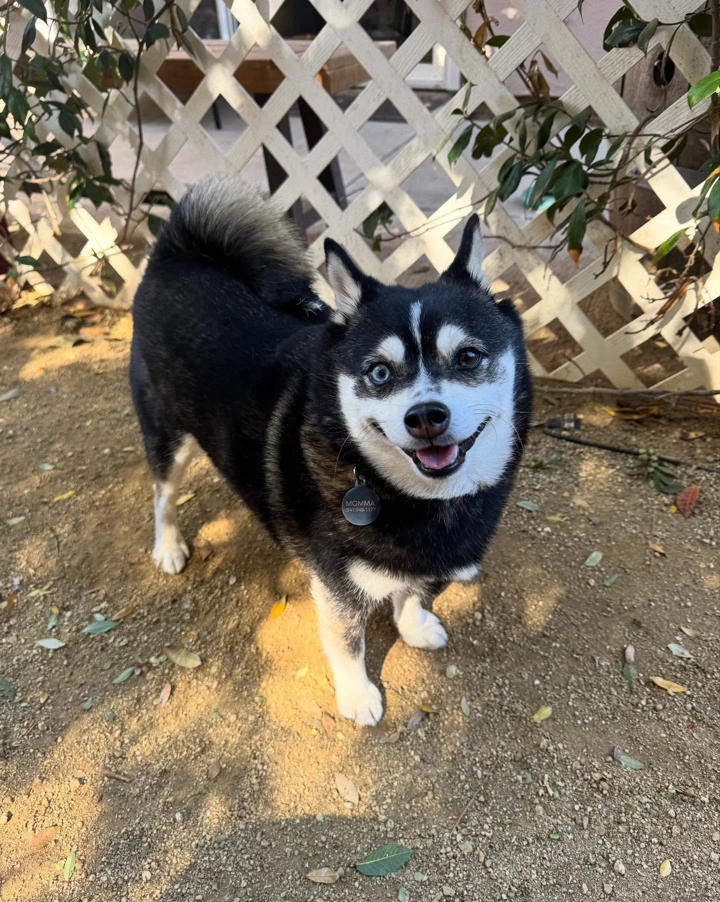 Love Vader&rsquo;s two different color eyes 💙🤎 and his happy smile 

#petsitter #petsitter #petstagram #petlovers #petlover #dog #dogsofinstagram #dogs #dogsitting #doglover #dogslife #dogstagram #simivalley #conejovalley #venturacounty #dogboardin