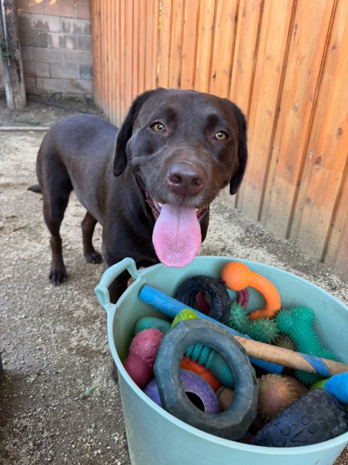 Lucy Goose loved toys, especially chasing after balls! ⚽️ 🎾 🏀 

#petsitter #petsitter #petstagram petlovers petlover dog dogsofinstagram dogs dogsitting doglover dogslife dogstagram simivalley conejovalley venturacounty dogboarding dogdaycare doggy