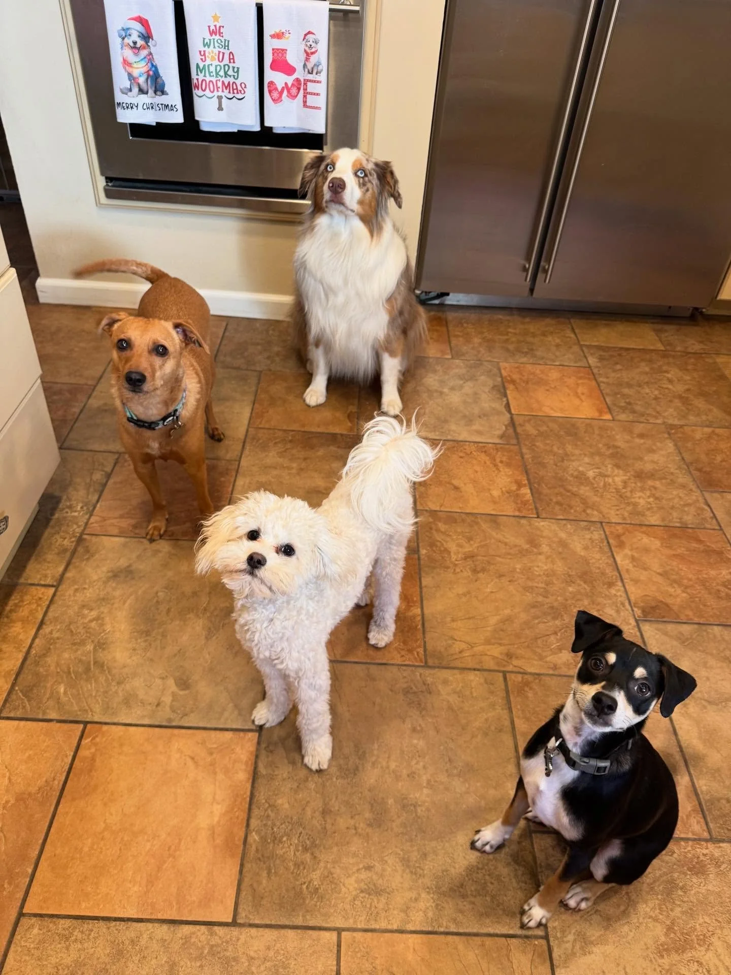 The regulars 😊 Murphy and Buddy make our pack complete! Happy Monday and happy 1st of December!