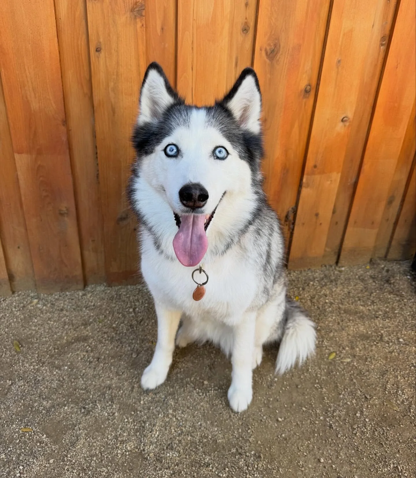 Meet Caylie! She is back for more fun this holiday season. The first time we met her it was over 2 years ago and she was the very first dog we ever boarded! Welcome sweet girl