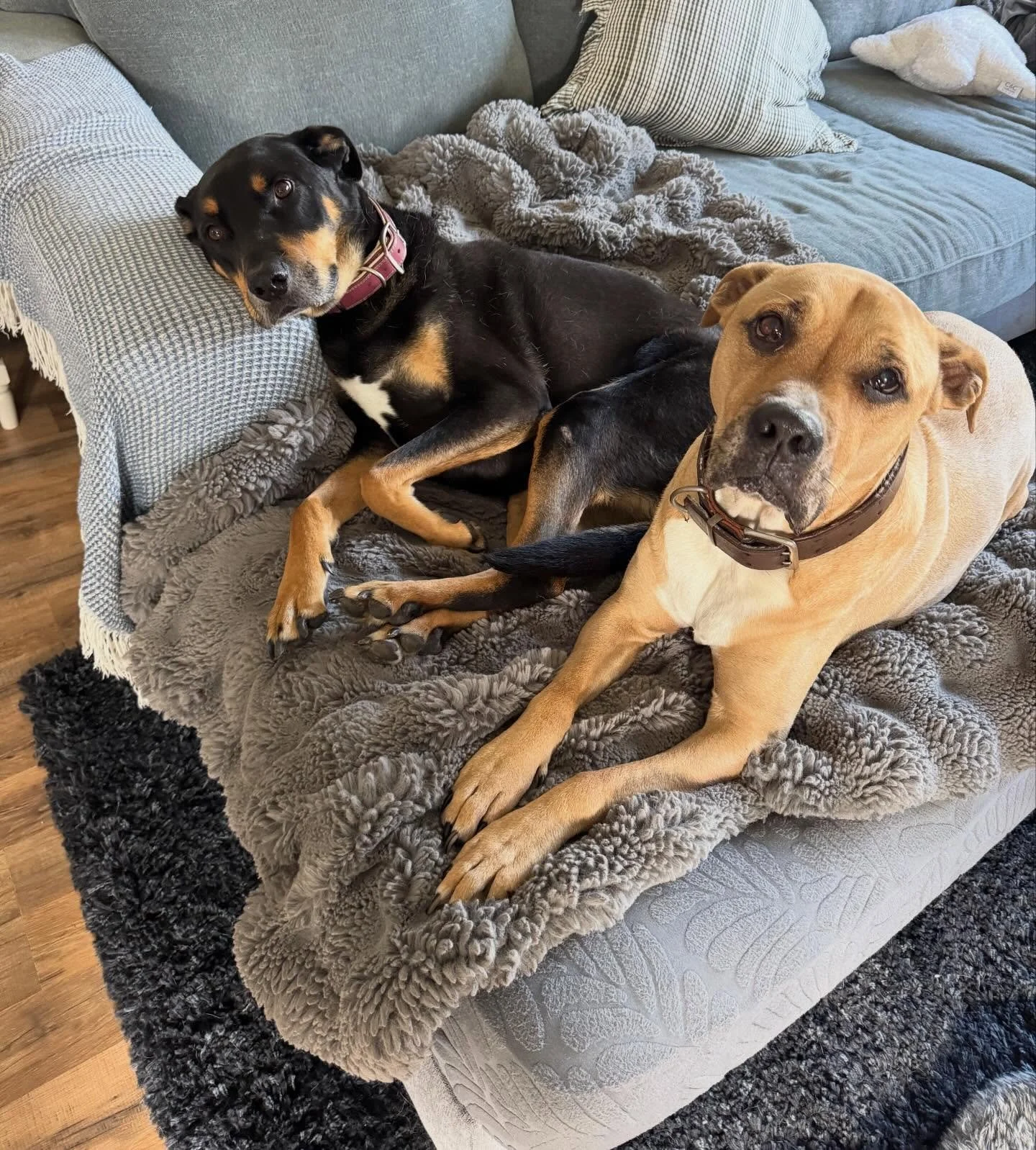 This week has looked a little different for us. We haven&rsquo;t had one single dog at our own home. Instead I had home visits to Duke and Zoey. They are a loving, sweet, and lazy brother sister duo 😊.

Meanwhile we are in the midst of getting our h