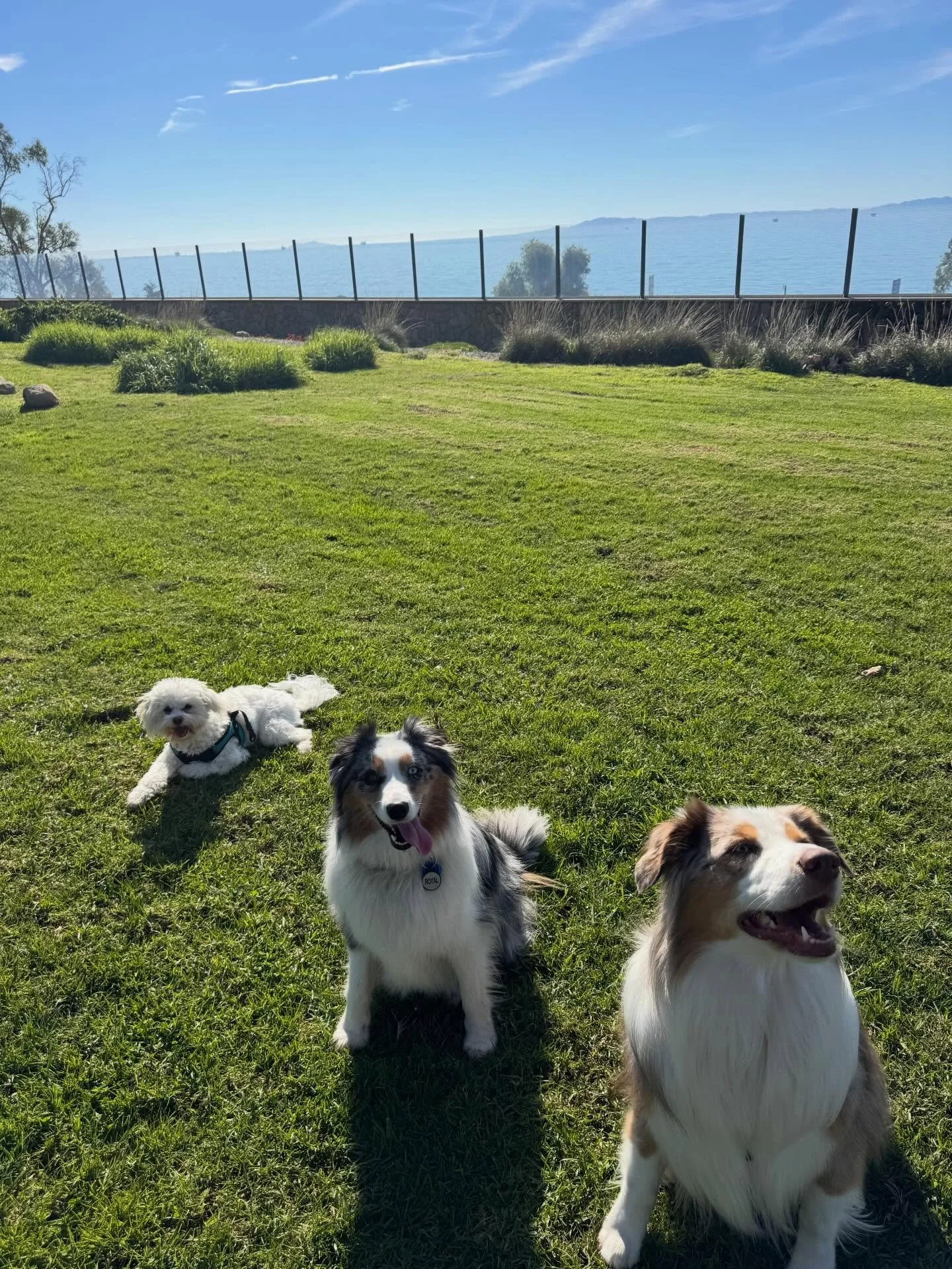 Summerland! The town dog dreams are made of. We escaped the wind and cold today in Simi on our day off as we are still living in a construction zone. We even made a new friend Royal on our outing adventure today!
