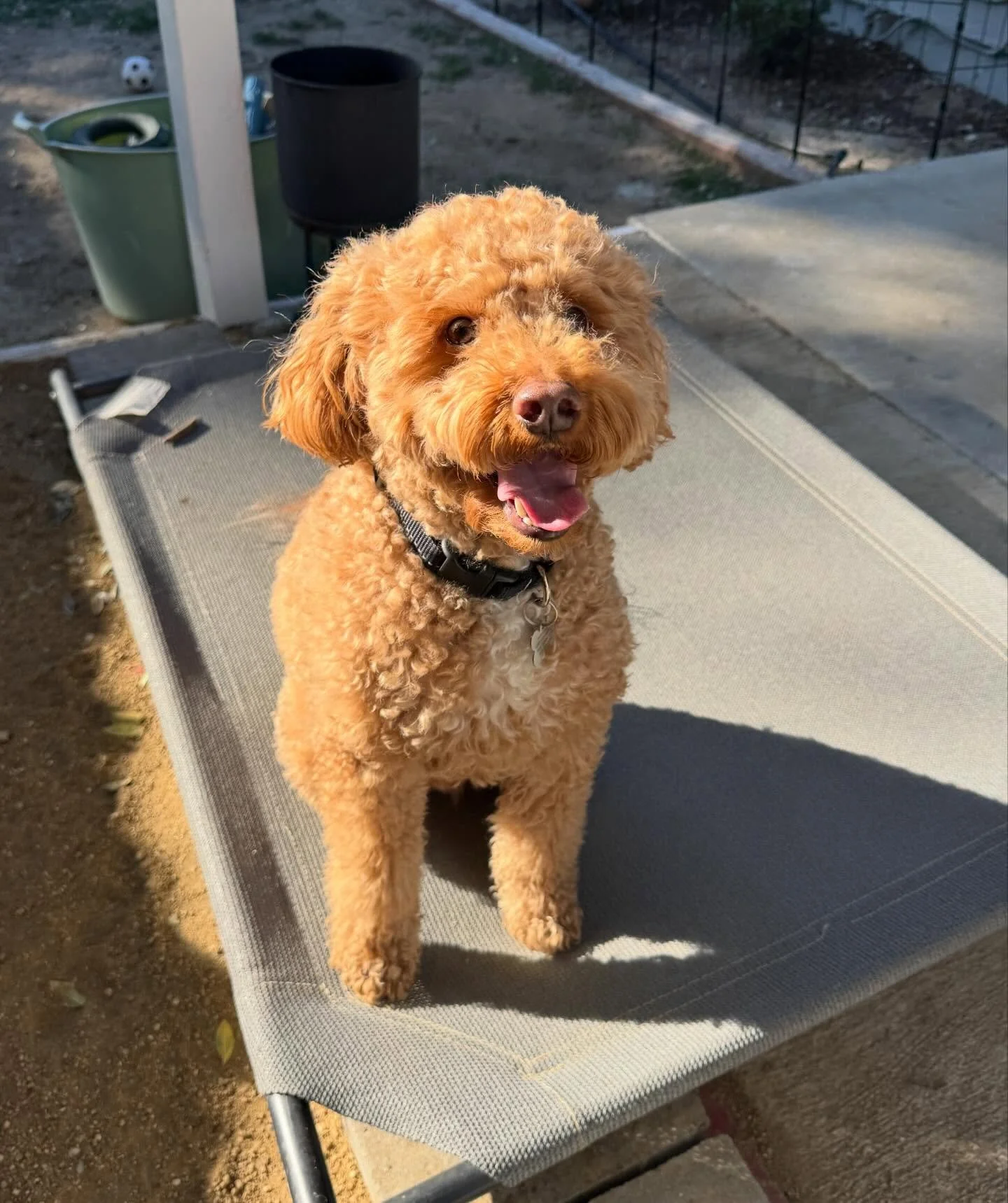 Happy Friday ☀️ it&rsquo;s Milo&rsquo;s social afternoon.

Want to get your pup more comfortable around others in a safe, fun, environment? Consider bringing them to a half day of daycare at Davis Happy Paws for some fun play time!