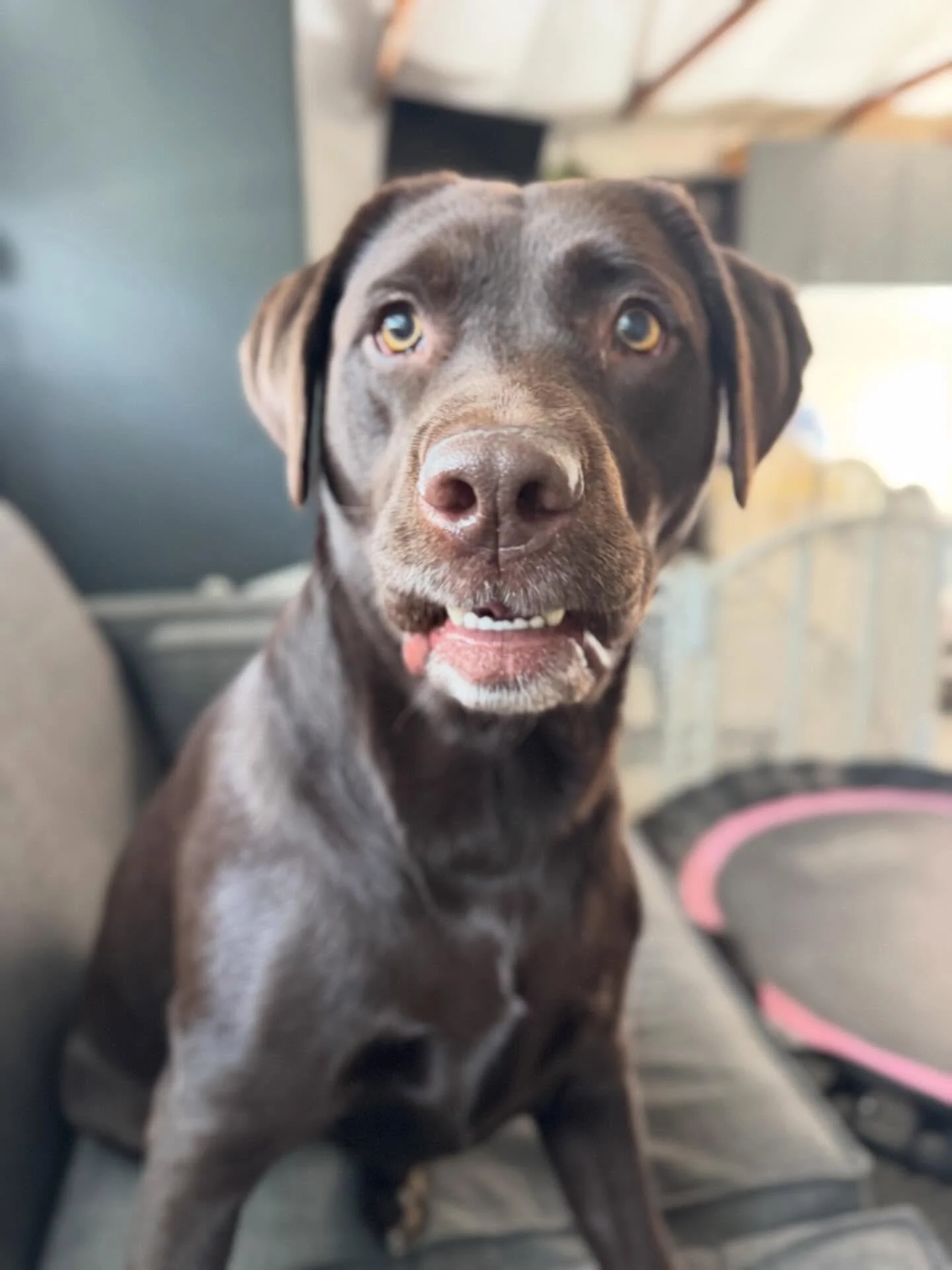 Miss Lucy Goose 💕 we love your smile with teeth ☺️ you are such a joy to have come to daycare every week and Maverick&rsquo;s bestie!