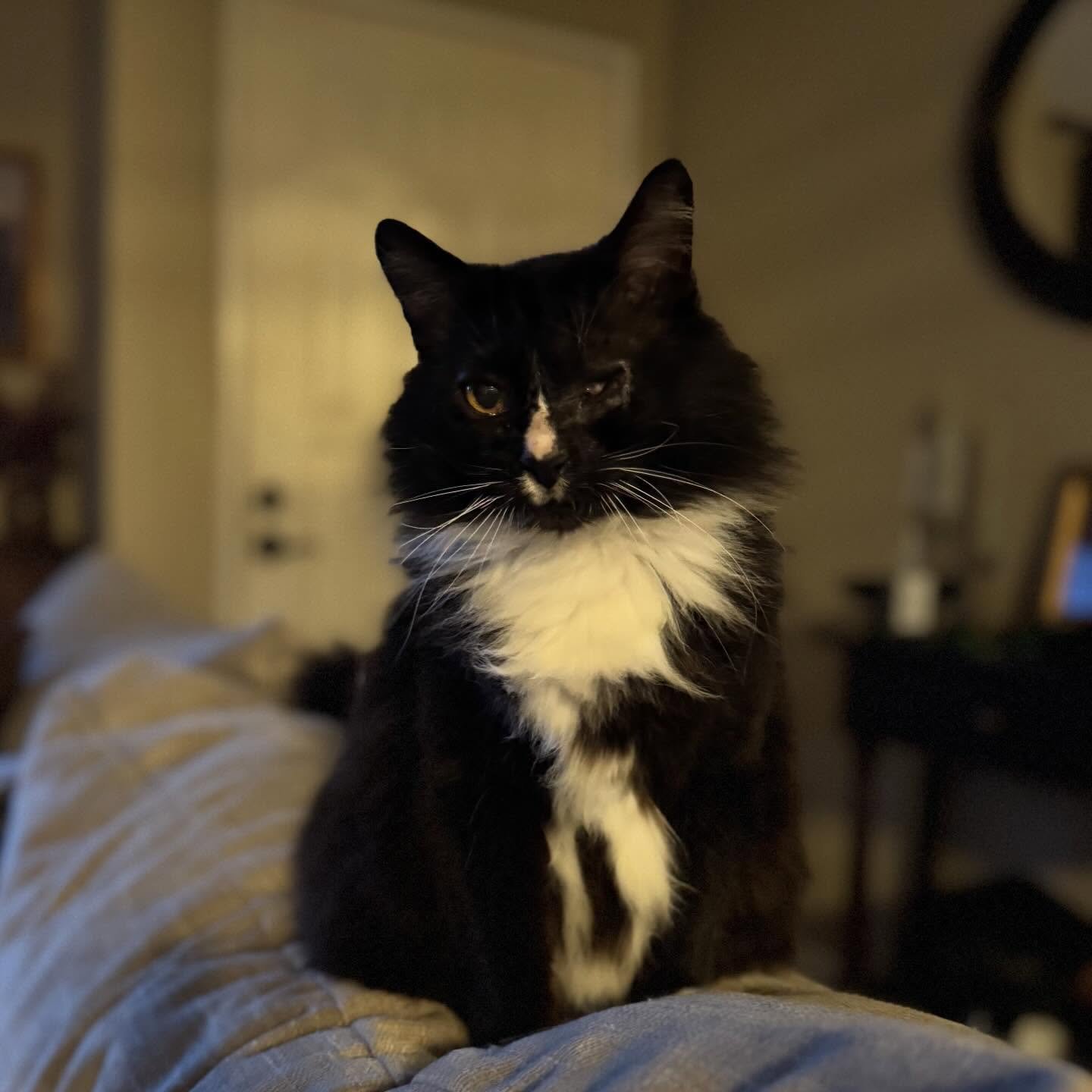 Home visits to Archie and his family. This sweet cat is missing one eye but that doesn&rsquo;t stop him from looking absolutely adorable. I love when cats let me photograph them and even jump on my lap for cuddles 🥰