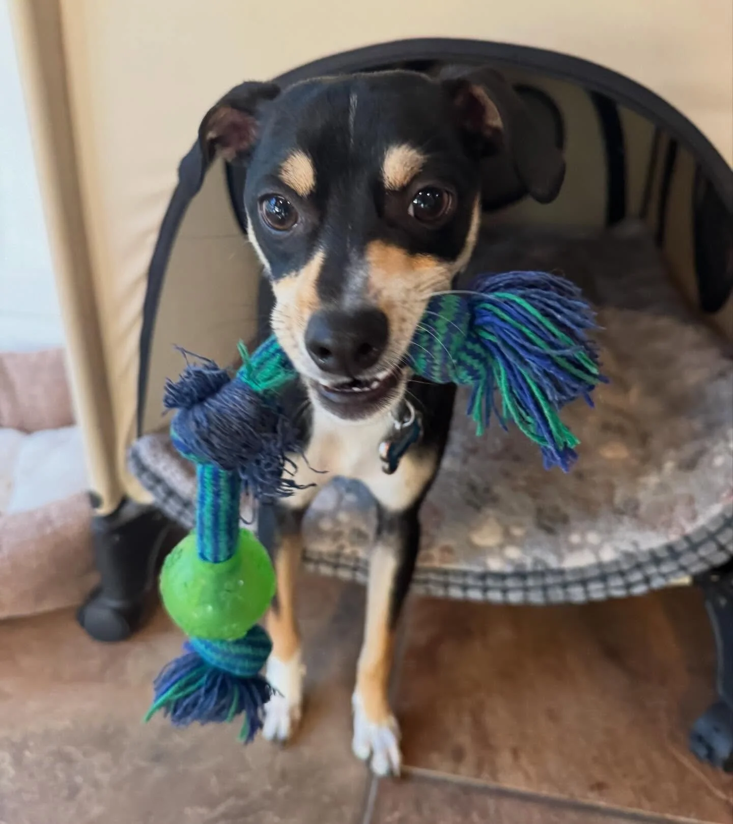 Meet Murphy 💙 small but mighty and Bodie&rsquo;s bestie