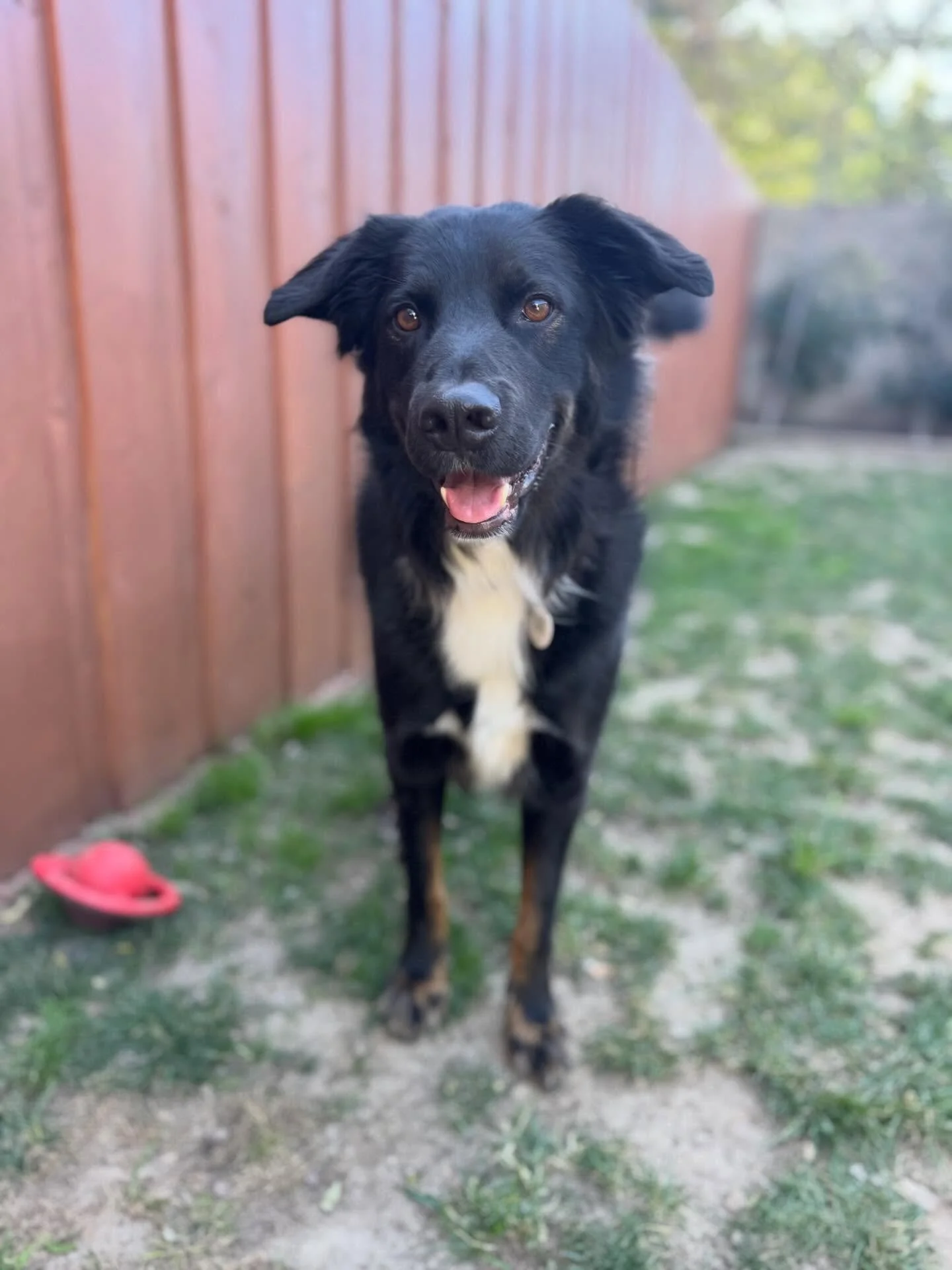 Meet Chief, the sweetest boy. He is such a gentle soul. We love having him for daycare each week