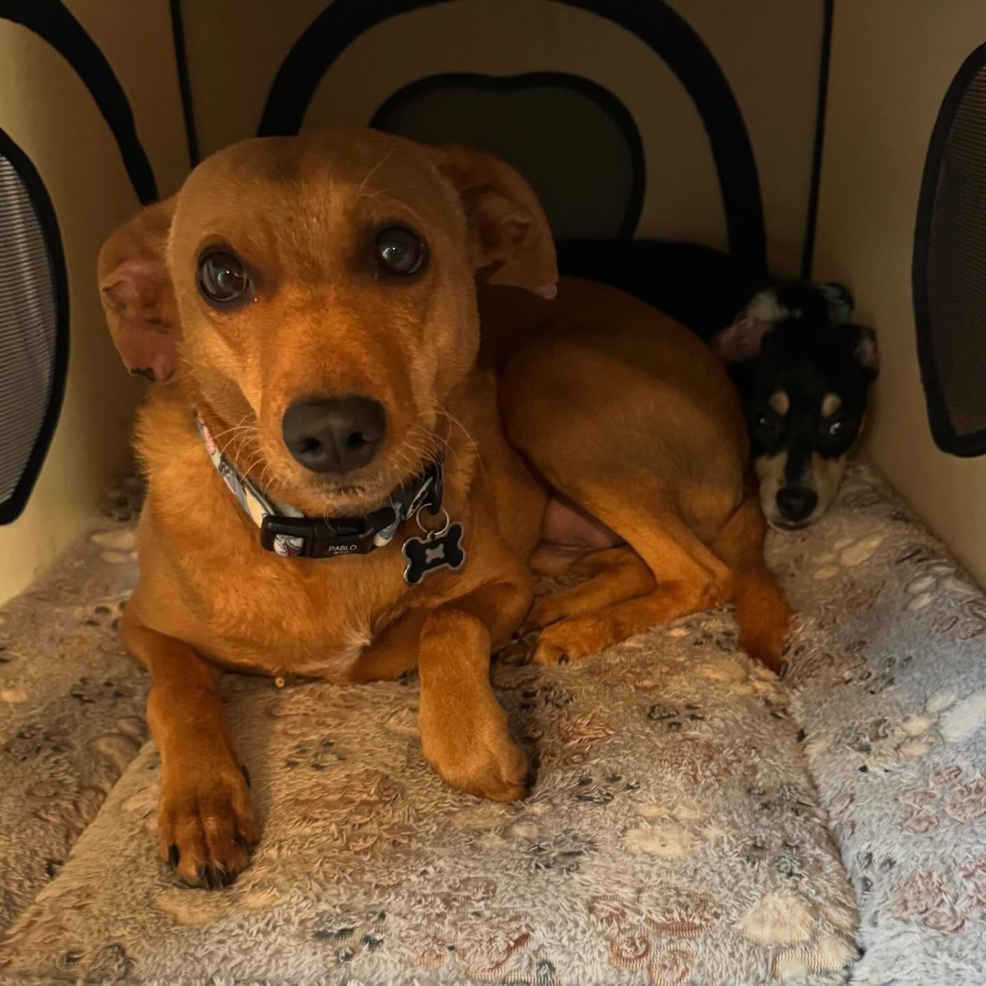 The cave ☺️ these brothers Buddy and Murphy all snuggled up on this chilly Thursday morning. All the little dogs love curling up in this adorable pack and play style doggy bed.