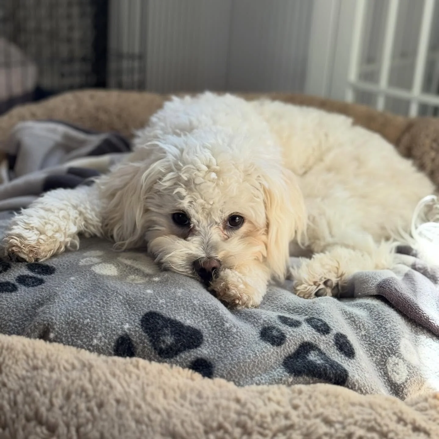 Slow Sunday morning with Bodie 💙