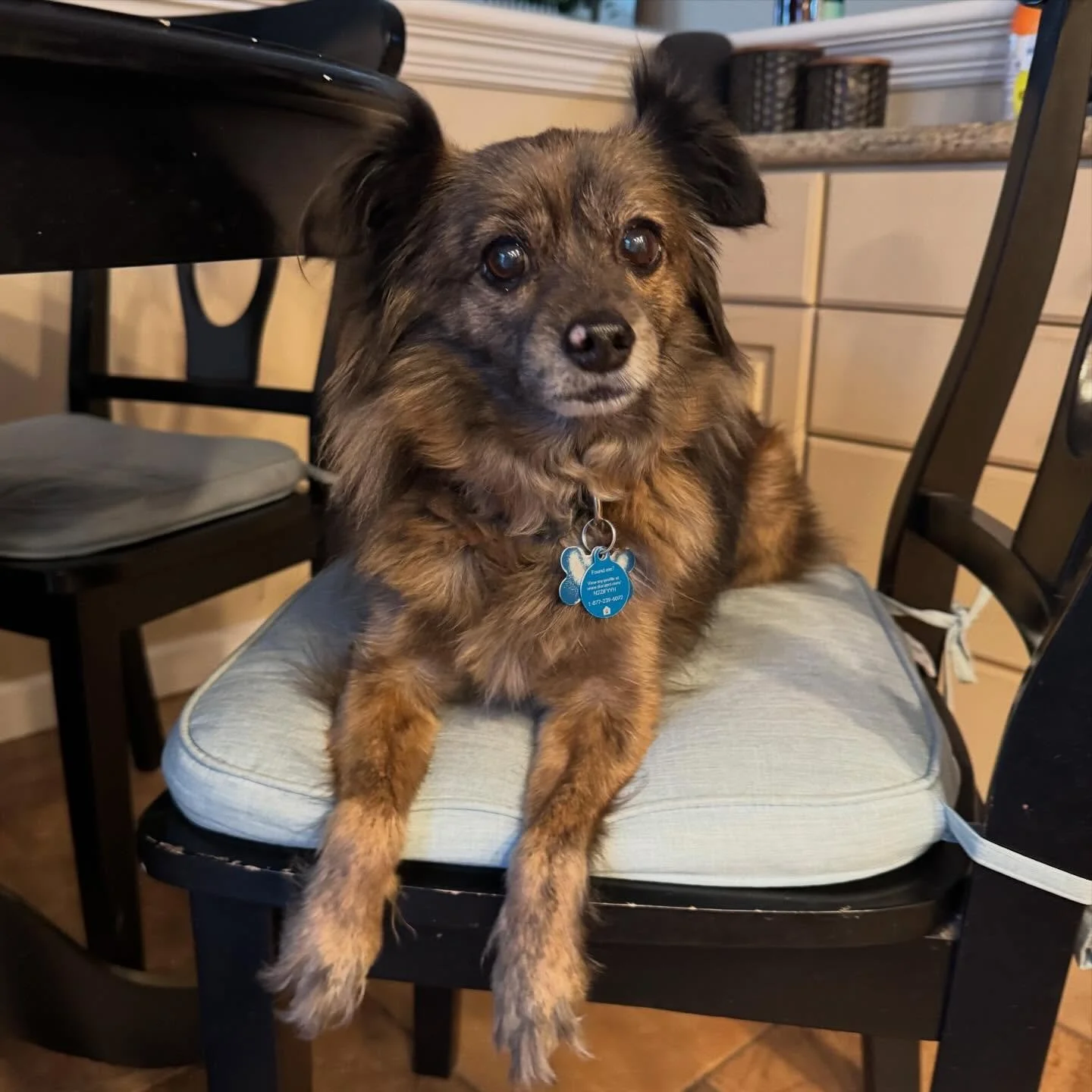 We always love when Snickers comes to stay. What a fun filled long weekend with this sweet snuggly boy