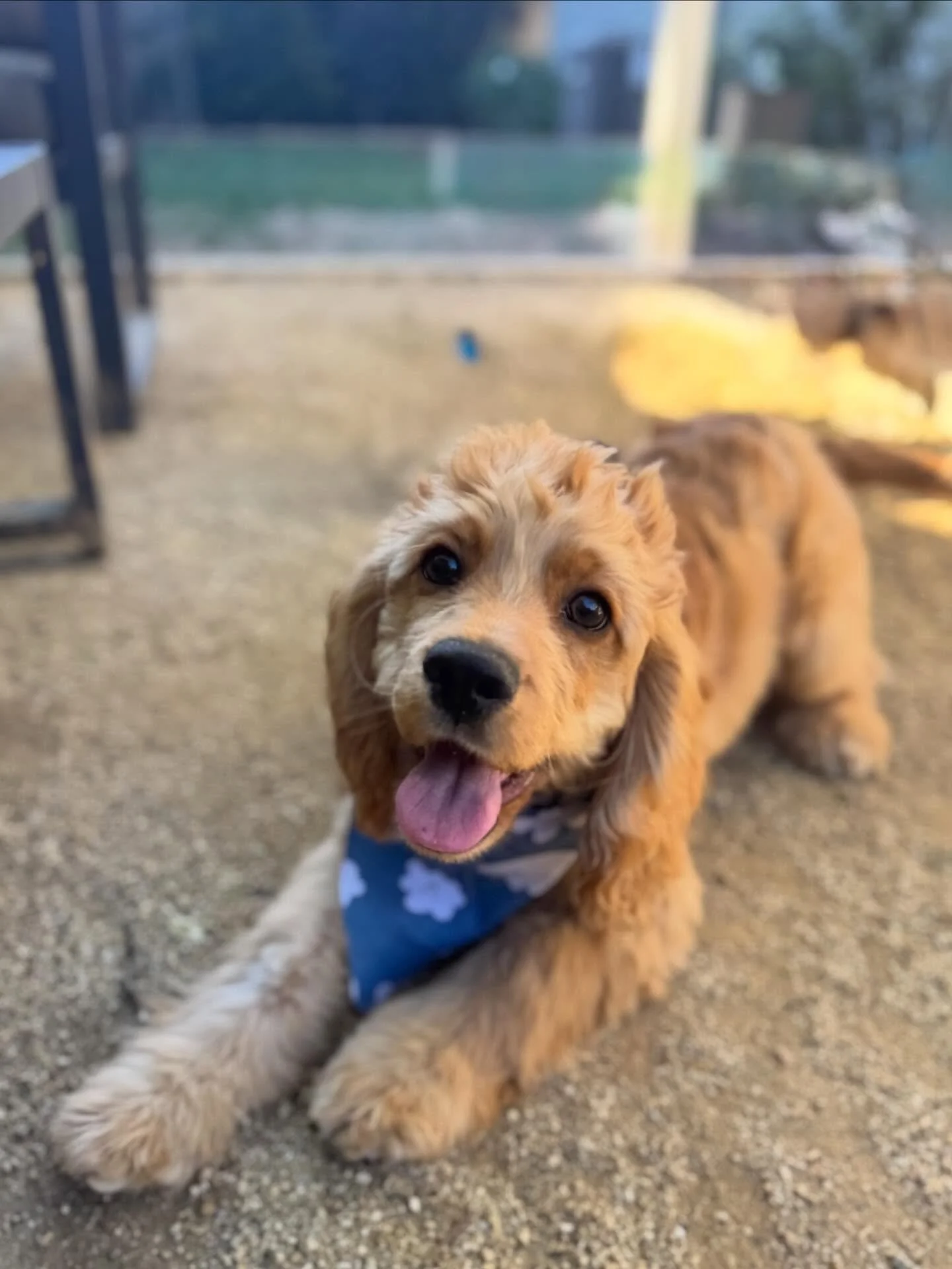 Meet our newest daycare dog, Maverick! Not to be confused with big Maverick this is little Maverick the cocker spaniel puppy. Also Bodie&rsquo;s new bestie.

#cockerspaniel #puppy #dog #doglovers #puppylove