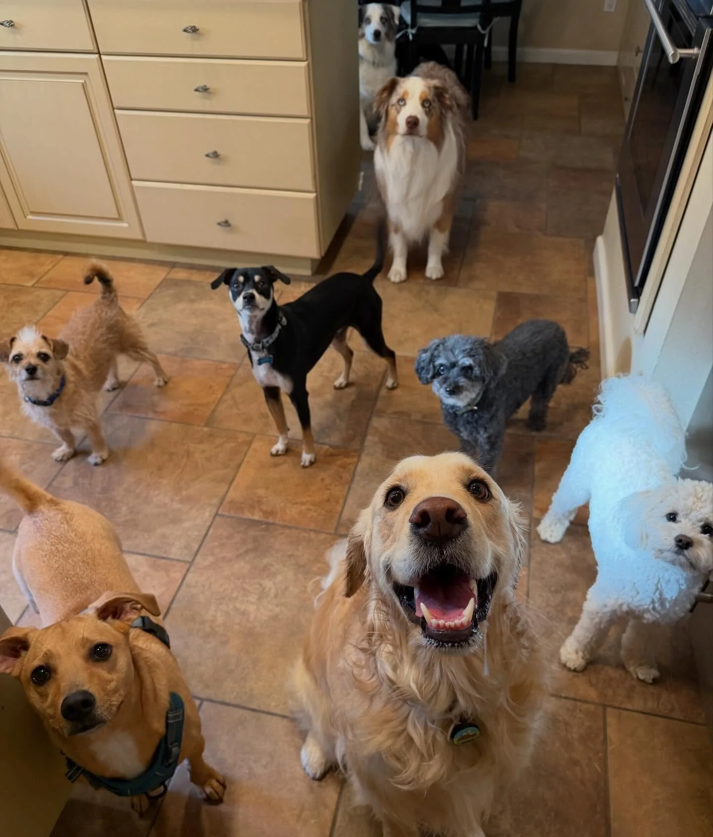 Just a typical day on the job. Love these pups 🩷💙 spring break is in full swing and we are fully booked till Easter. Thank you all for the love and support