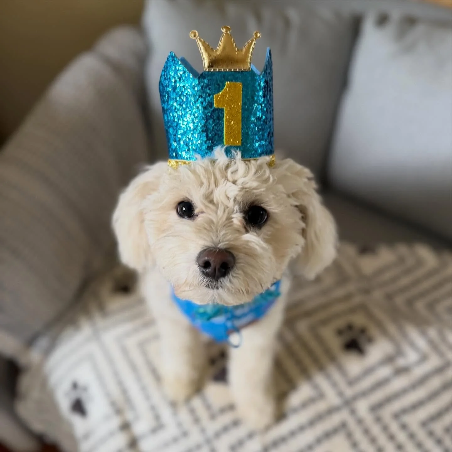 Happy 1st birthday Bodie 🥳 You are the most loving and energetic little guy. I love how you give endless kisses, play with your big brother Maverick, and welcome all new dogs to our home. You truly have been the best addition to our family. I was li