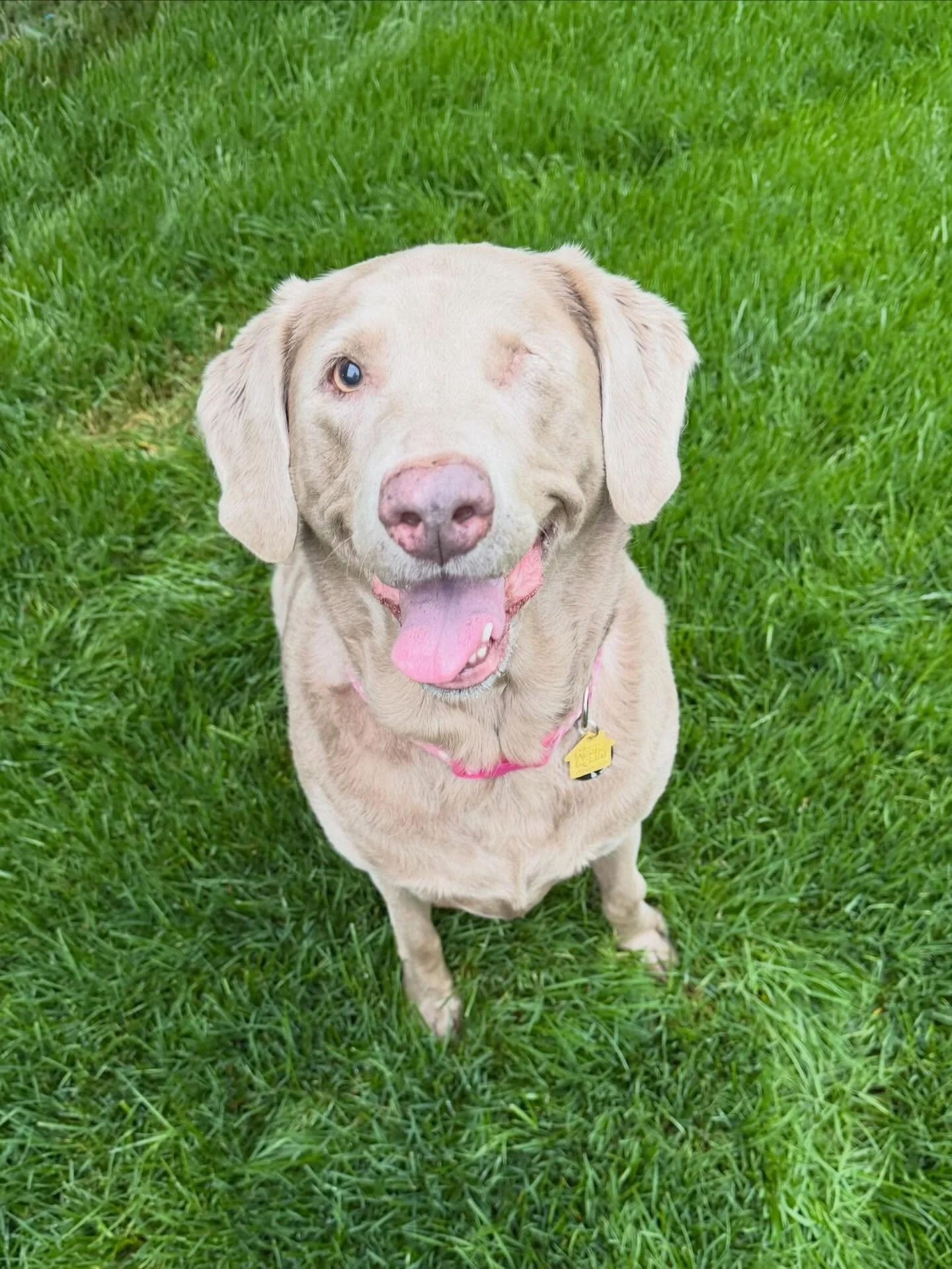 Home visits to the sweet silver lab, Charlie 💕