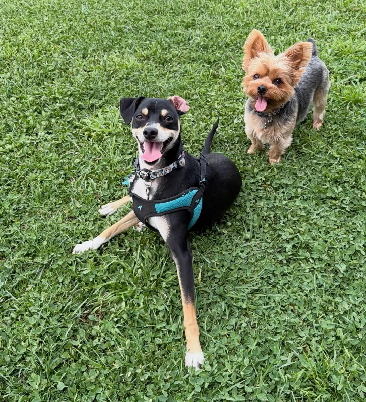 Happy Wednesday from Murphy and Willow the yorkie. If you come stay with us you will most likely meet our little neighbor Willow and will get to play in her yard. It&rsquo;s a little doggy field trip! Little dogs have so much fun over there!