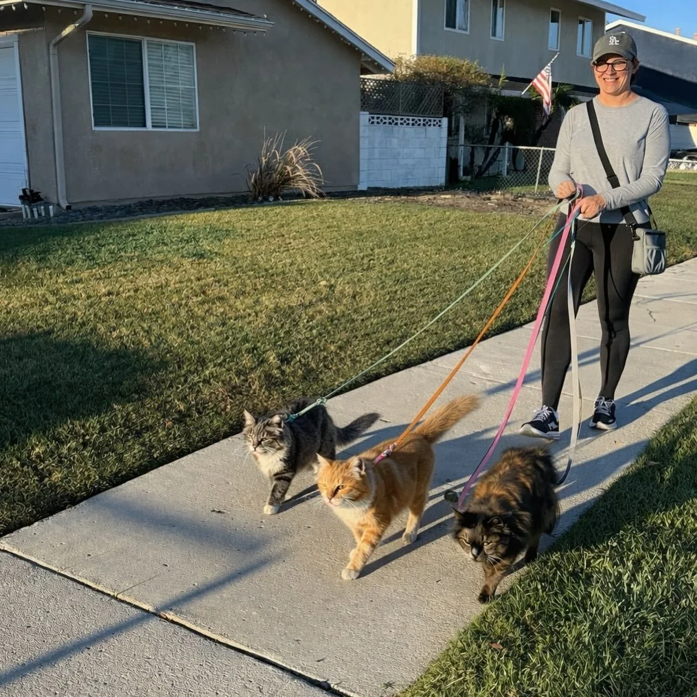 Now offering cat walking

Happy April fools 😂