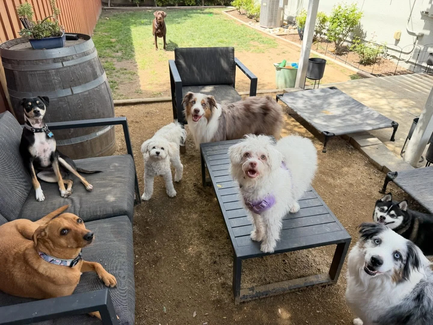 Happy Thursday! It&rsquo;s been a fun filled spring break week with lots of pups. 

#petsitter #simivalley #doglife