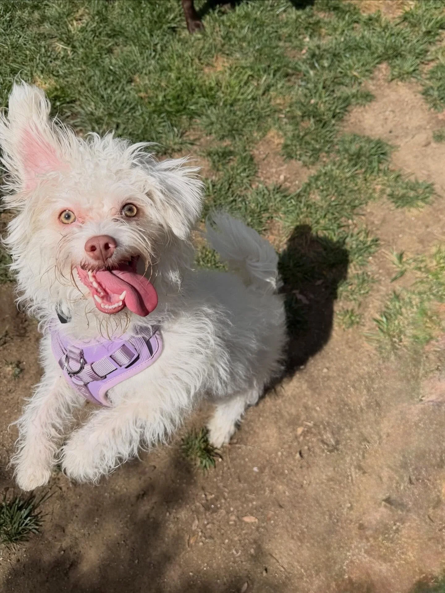 Blanca jumping for joy during her time at daycare. She came to us super timid and not so sure, and with a little time and lots of fun friends she came out of her shell and full of happiness. We will back this week taking pups for daycare and boarding