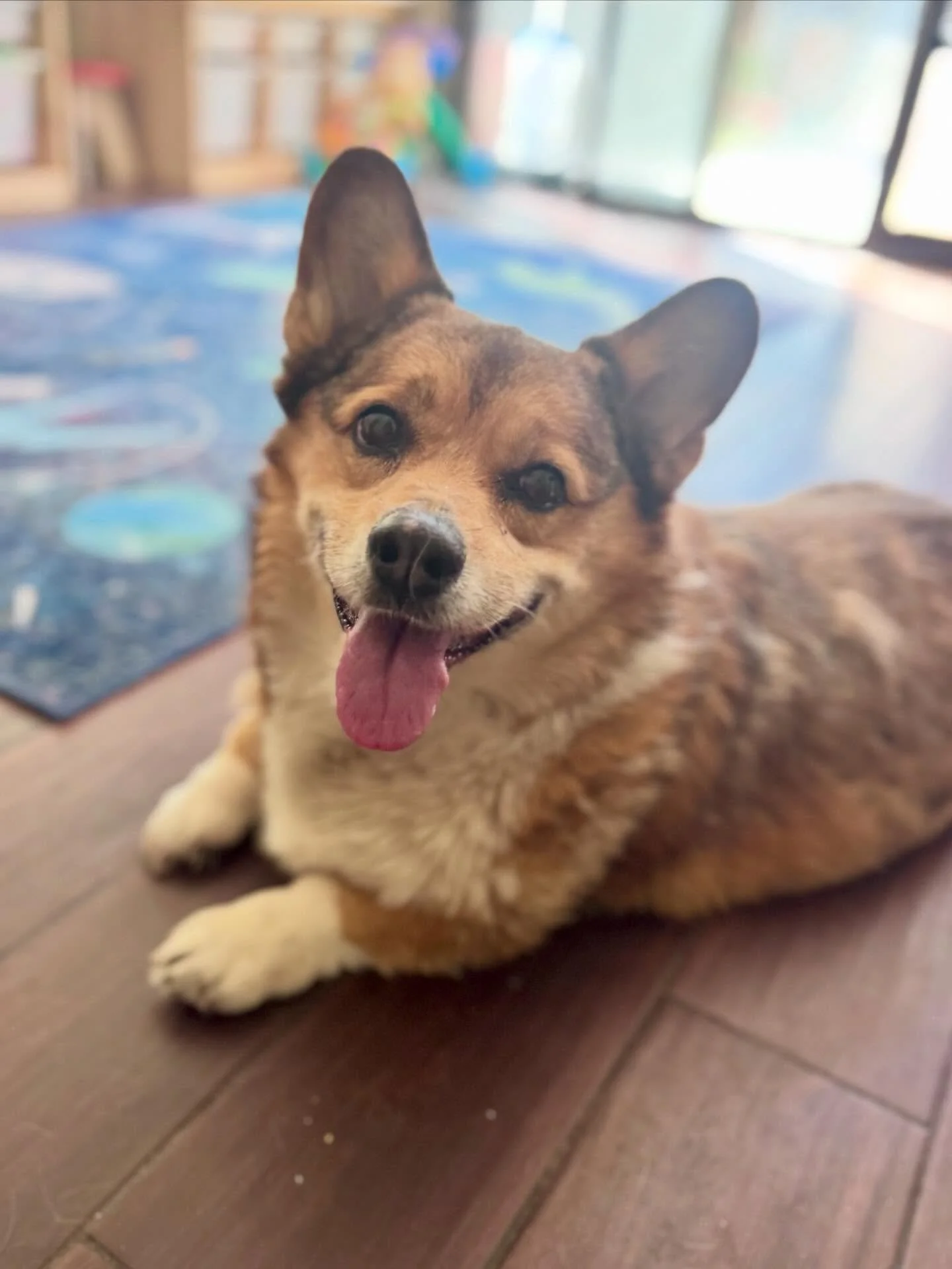 Got to do home visits for these cuties again Jax and Tuna