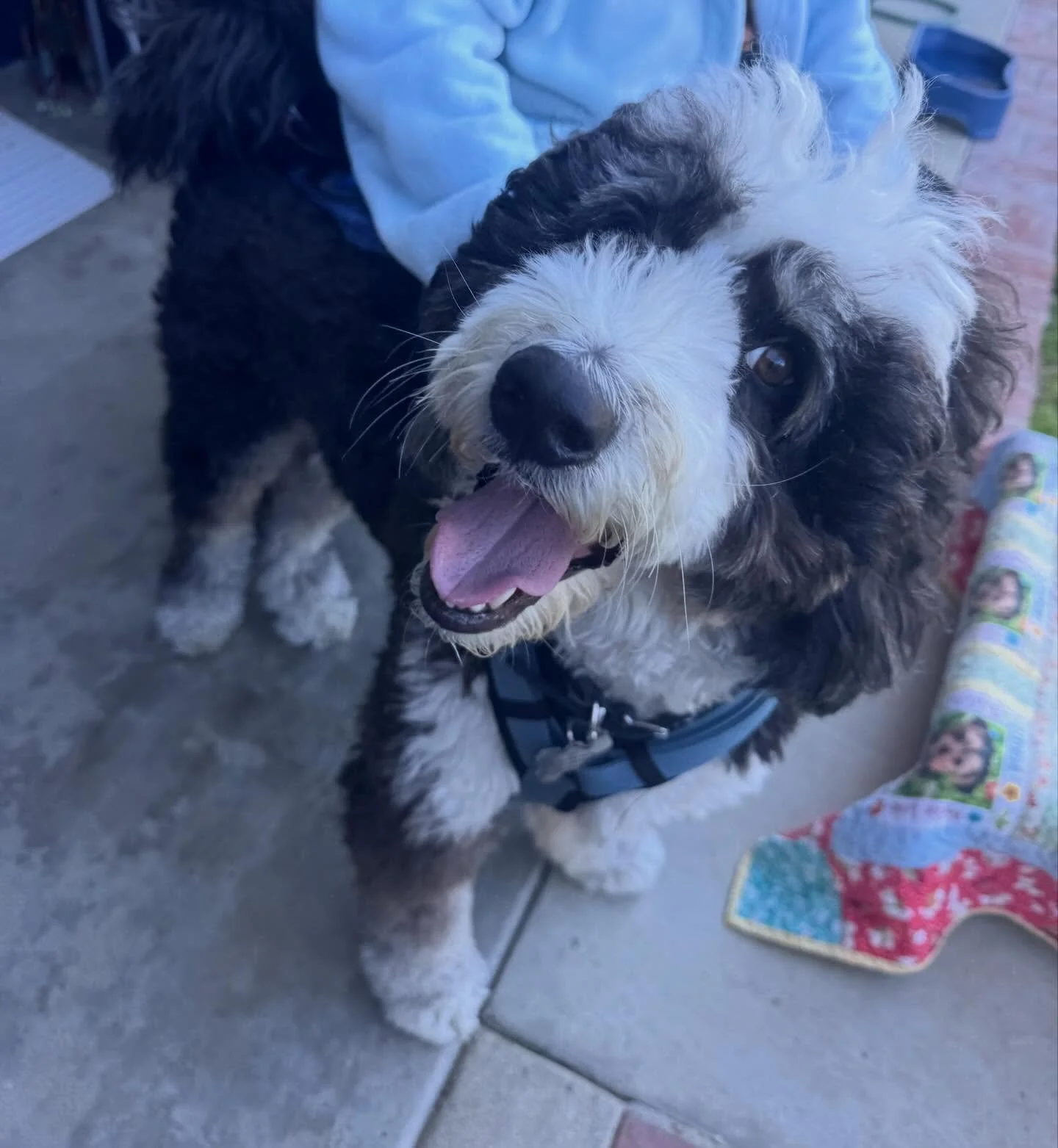Jojo the jolly bernadoodle that is staying with us for 3 weeks. The last 2 weeks have flown by and we have enjoyed your stay with us so much 💙