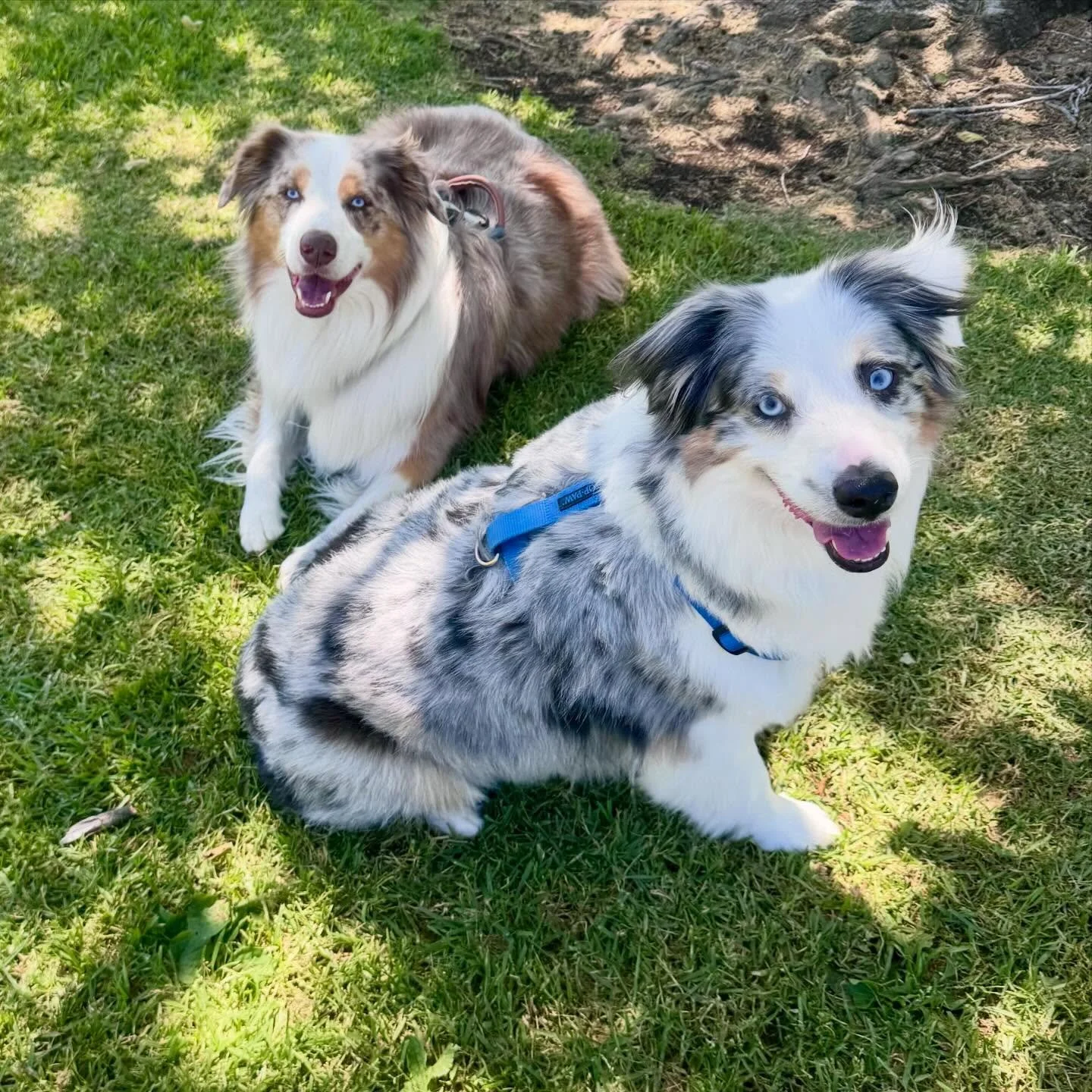 Zeus and Maverick the cutest Aussie duo. Enjoying a walk and park outing.