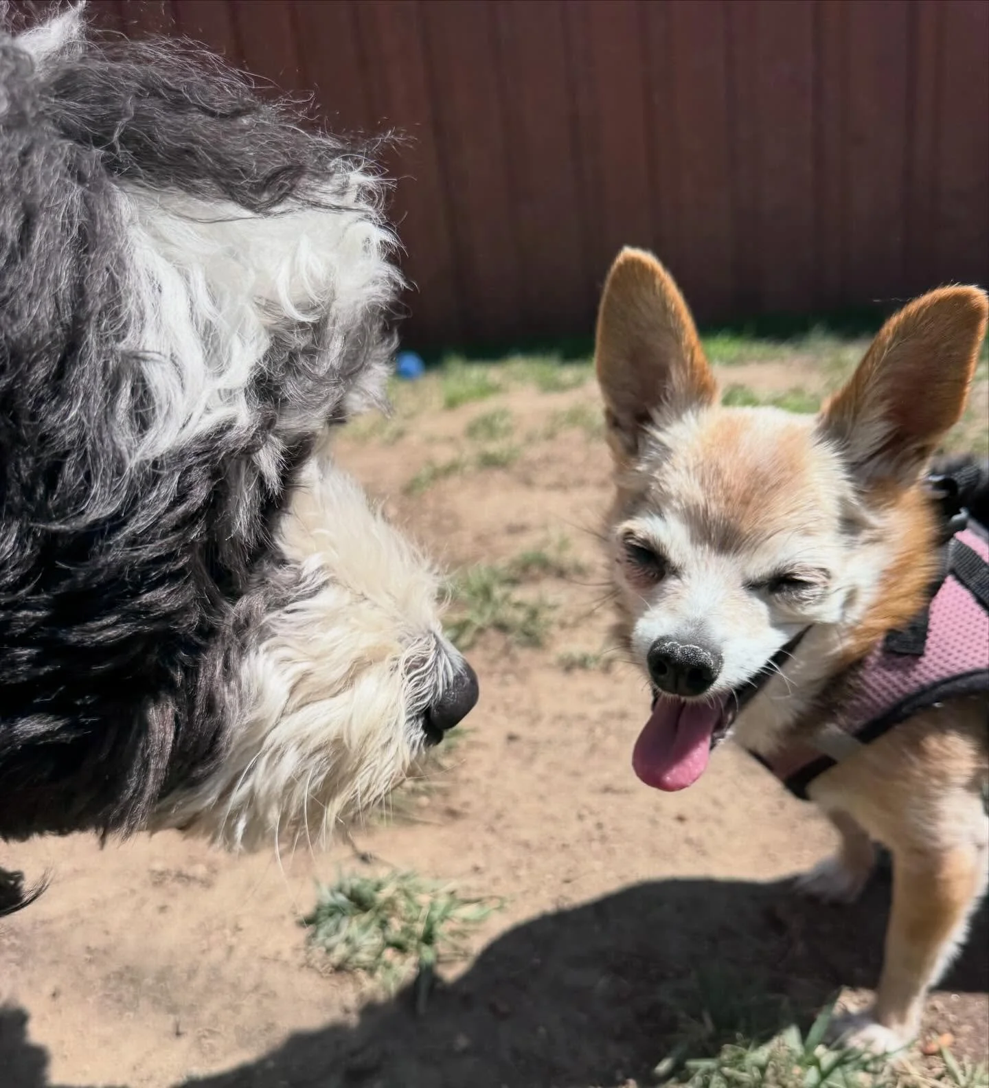 So lucky to get to work with some of the sweetest dogs. Jojo is a gentle Bernadoodle and Zoey is a little Chihuahua. 

PSA 📣 The process of accepting new dogs to our pack is that they must be kind and well balanced. We make sure of this through 1. P