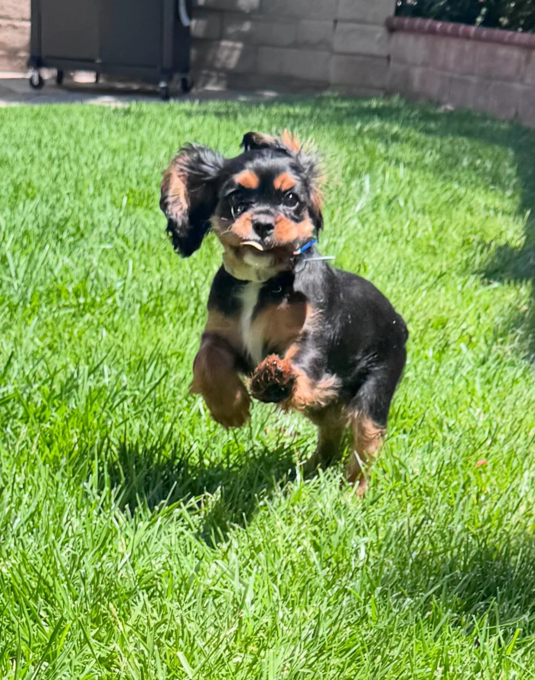 Meet Macy the newest Davis Happy Paws pup. She is only 11 weeks old, so for now just home visits but hoping she can come over to play at daycare once she is a little older. I think Bodie will be in love 😍 I know I am