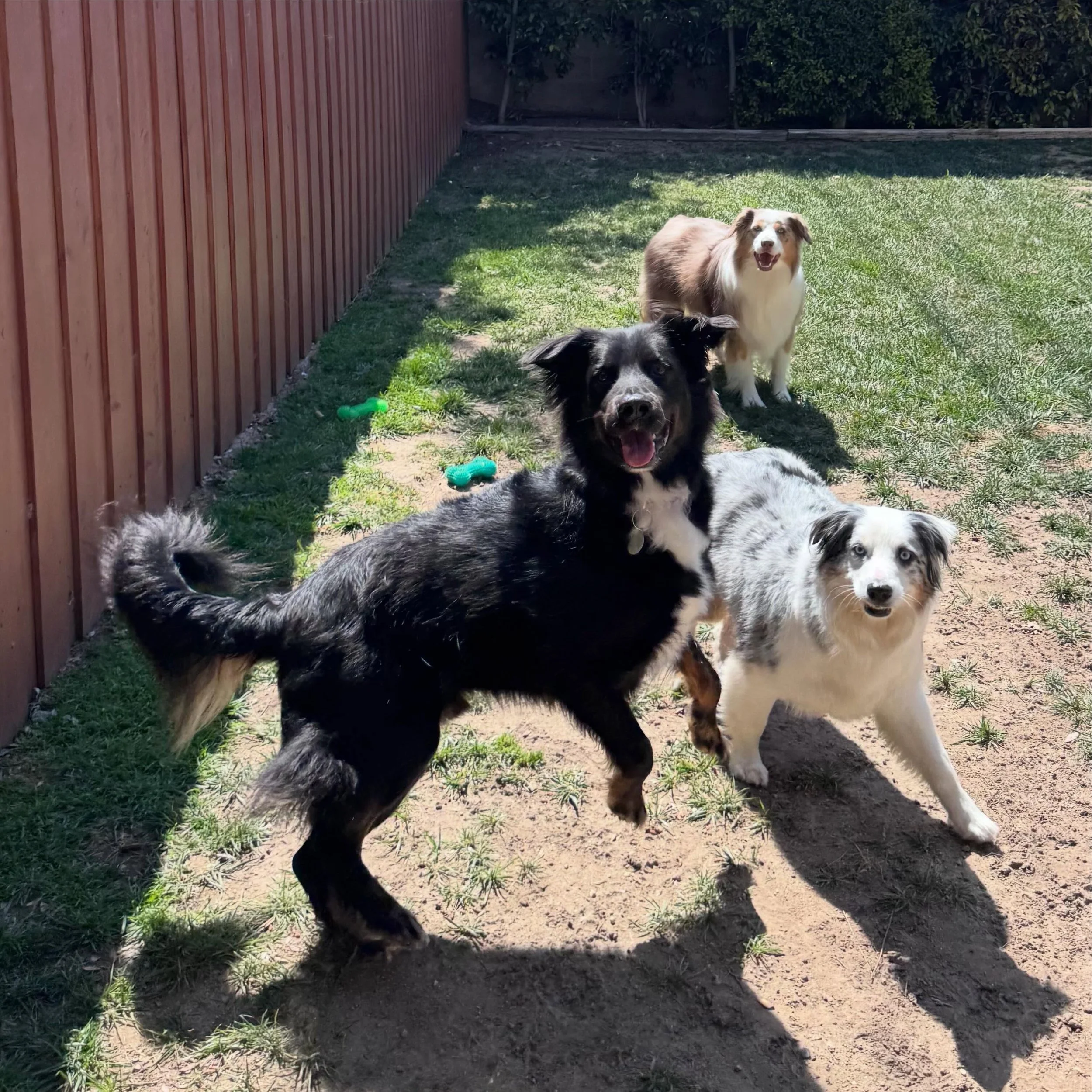 Jumping for joy for the weekend! Chief always has a smile on his face, sweetest boy
