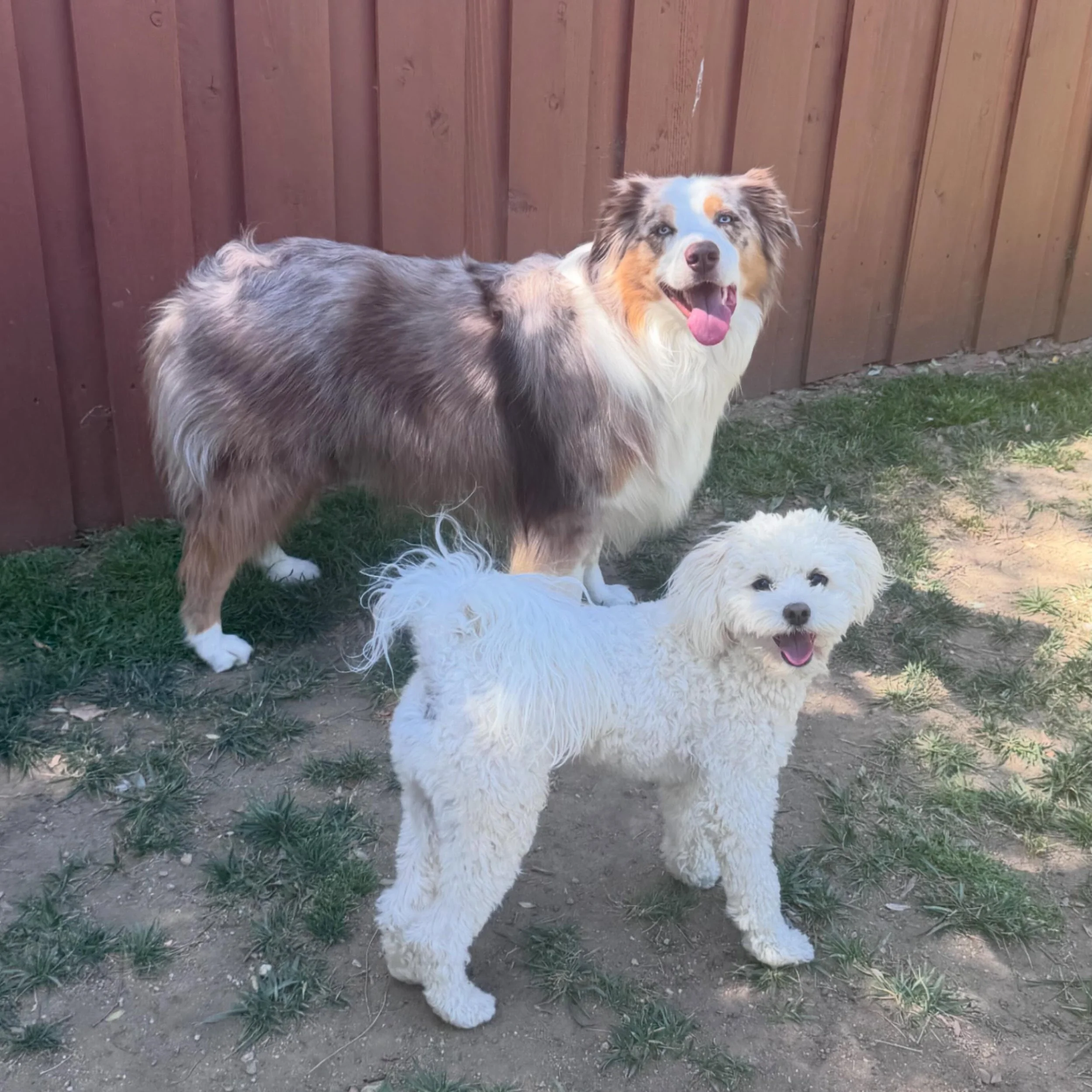 Meet the dynamic duo Maverick the Aussie and Bodie the Maltipoo. Your dog will surely have a friend to play with when they come to play at our house. So lucky to call these two my fur babies 

#petsitter #doggydaycare #dogs