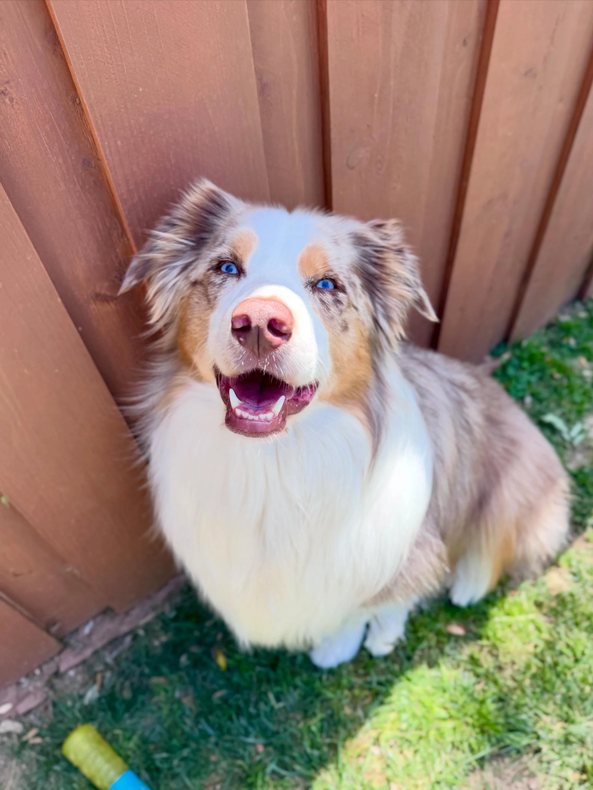 Four years ago we brought Maverick home and life has never been the same. Fun fact he is my 1st dog! Yep you read that right. It was only 4 short years ago I learned that a dog can change you and bring you so much love and joy. Fast forward to 2.5 ye