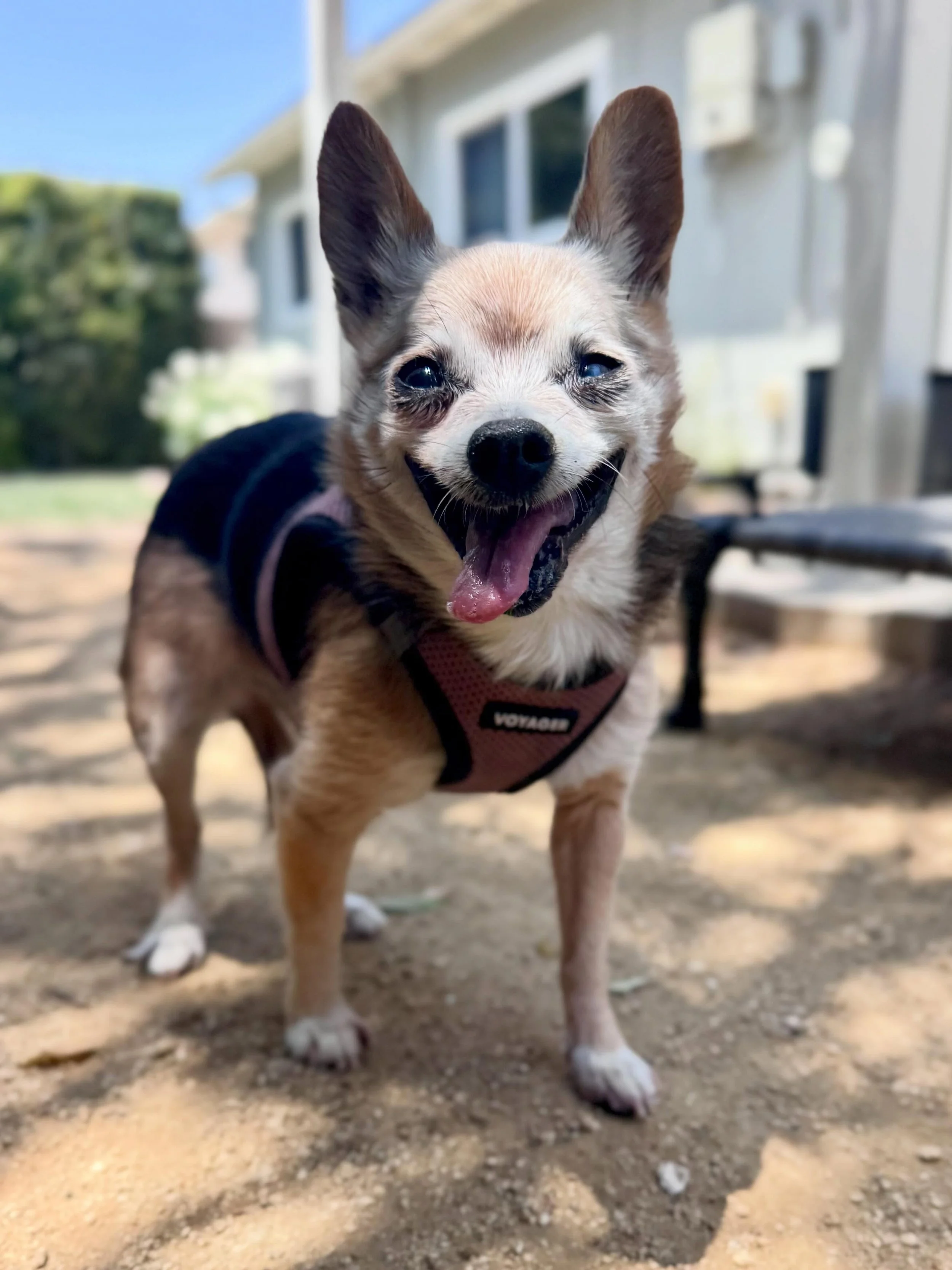 Say hi to the tiniest pup client, ZOEY 💖 she may be small but she has a big heart. This little lady is 13-14 years old, her momma rescued her and gives her the best life.