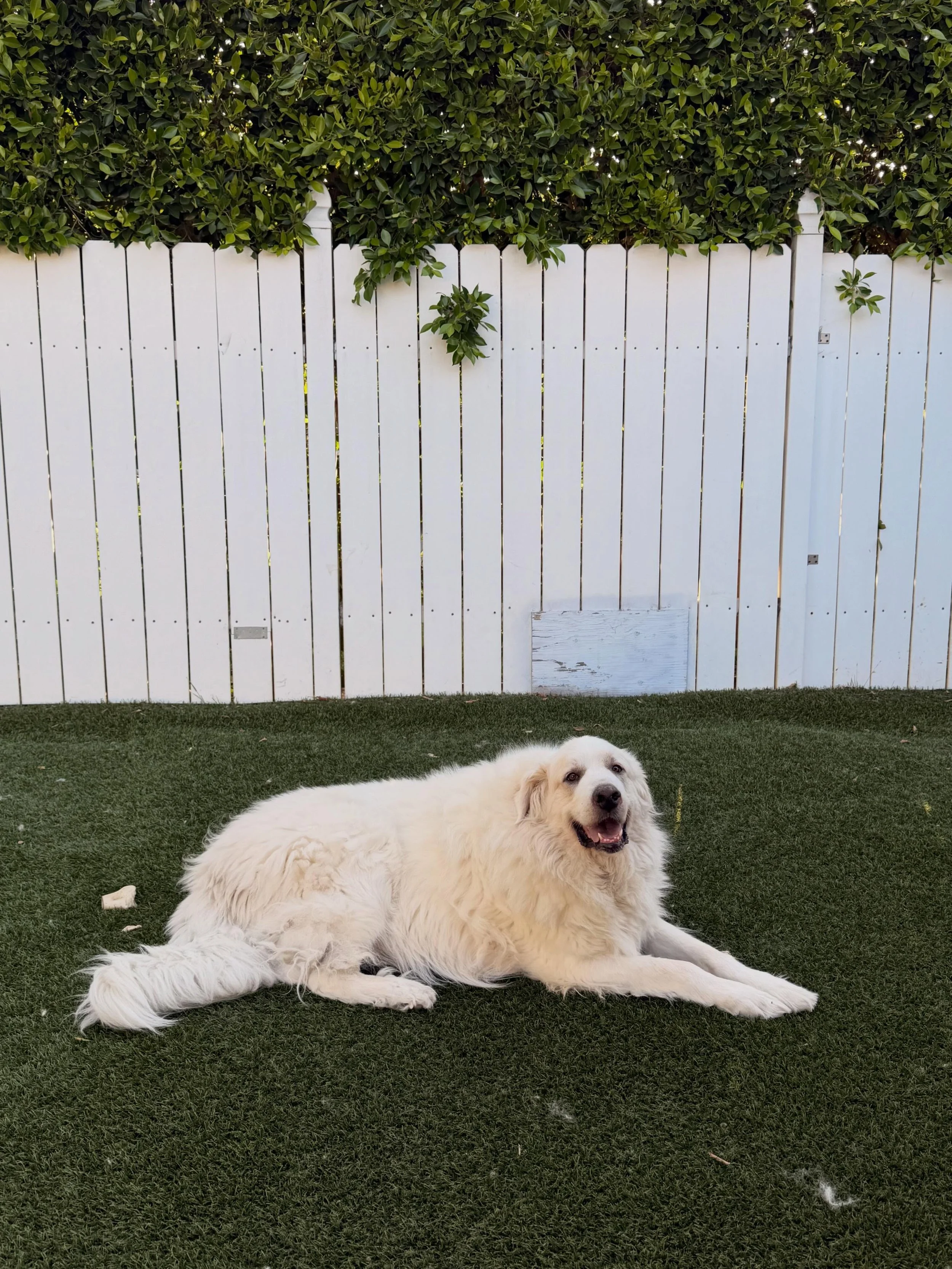 Home visits to the sweetest Great Pyrenees Snowy.
