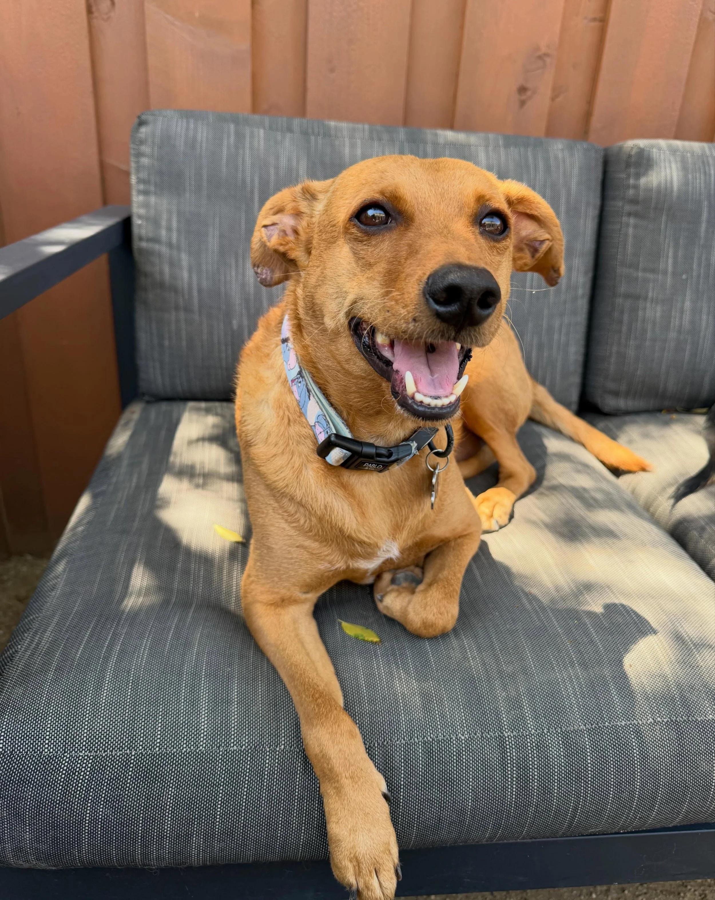 Buddy is so happy today is the last day of school and is ready for summer to officially begin! He will be staying with us while his family celebrates his sister&rsquo;s graduation with a cruise to Alaska over the next week and half ☀️🎉