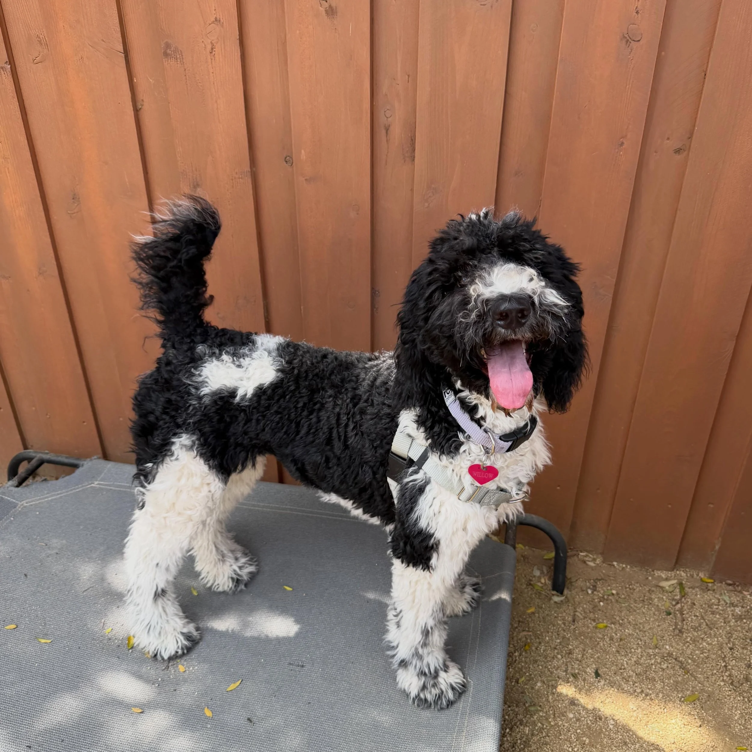 Meet Willow the party poodle our newest daycare pup! Recently she started coming to daycare and couldn&rsquo;t be happier. Bring your pup for some fun with friends in a safe environment to play and socialize.