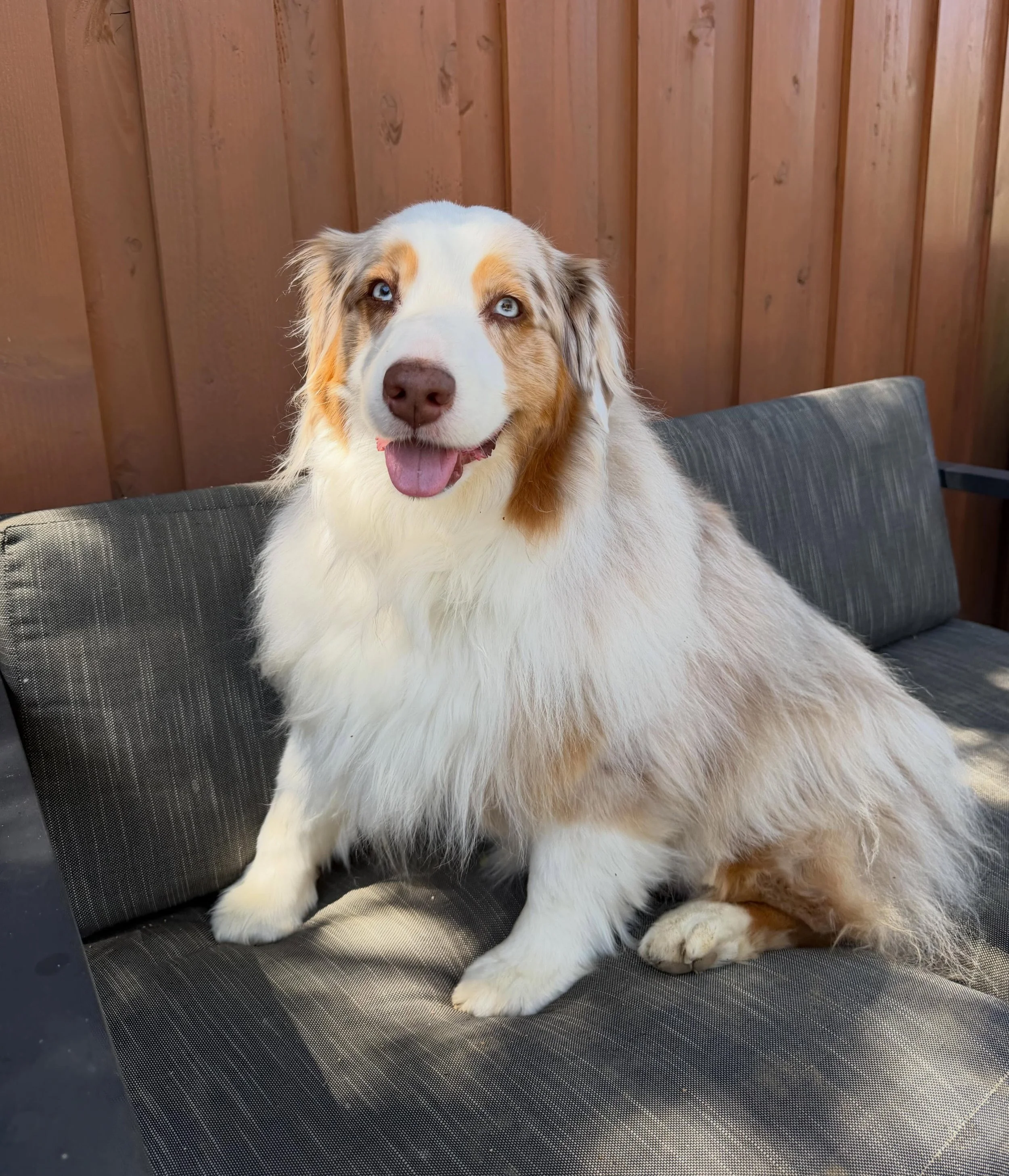 Dog model much? ☺️ Willow is the girl version of Maverick.  She is a beauty 💗

#australianshepherd #dog #dogsofinstagram #petsitter