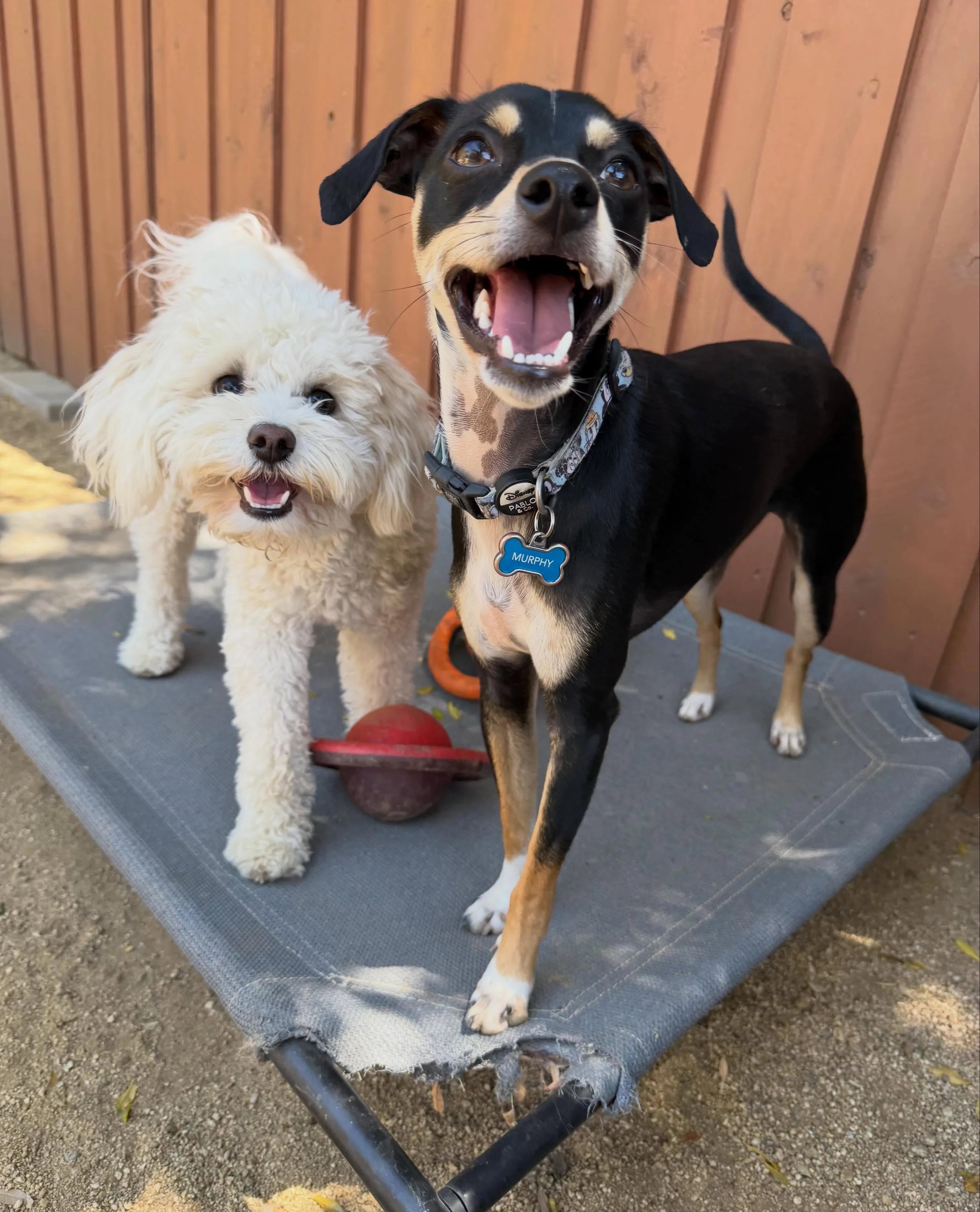 Just two best buds having a blast!