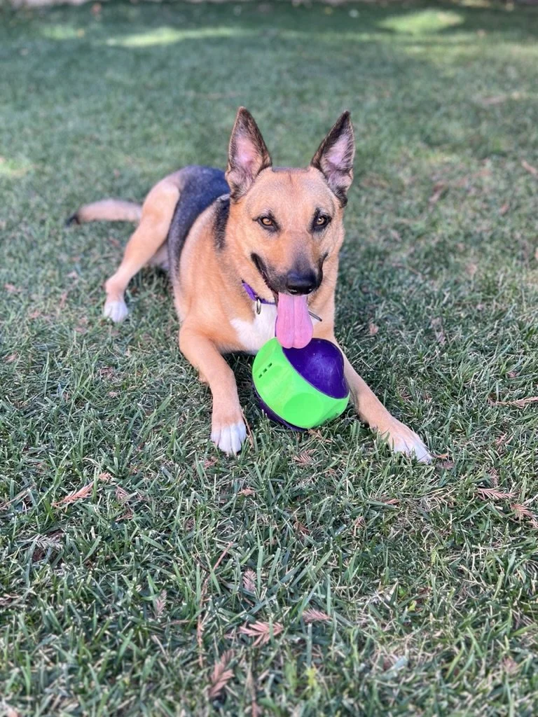 A happy dog with tan and black fur lying on grass, holding a green and purple ball with its front paws. The dog has its tongue out and ears perked up.