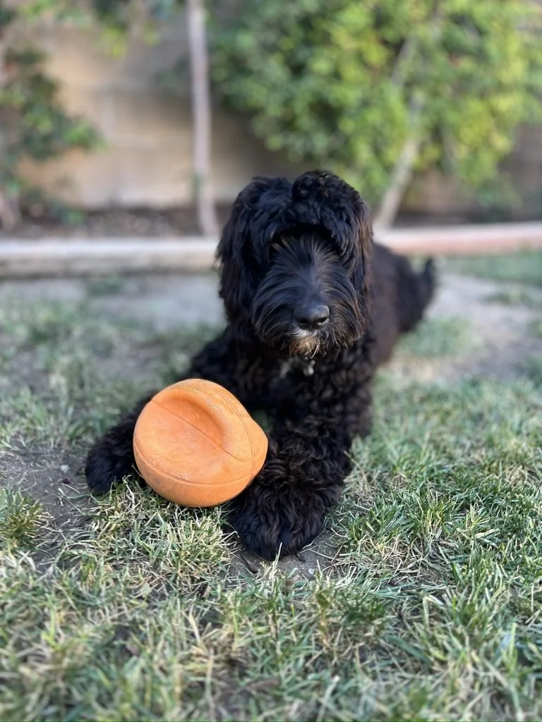 Black dog lying on grass with an orange ball.