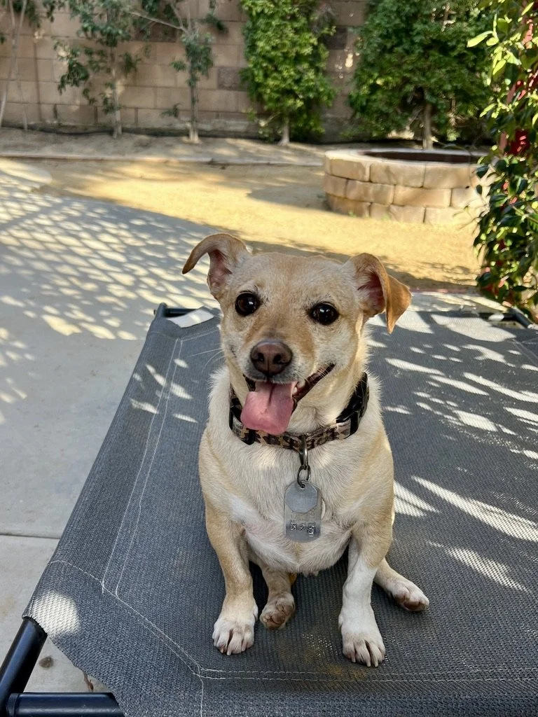 Small dog sitting on outdoor mat with trees in background.