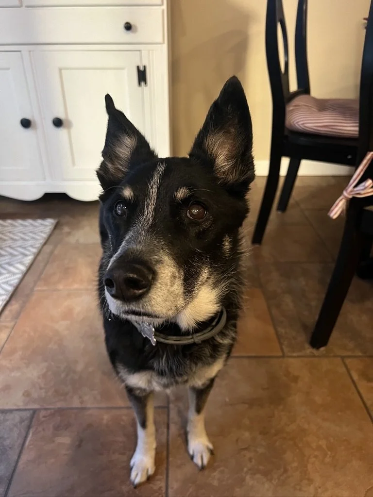 Black and white dog with upright ears standing on a tiled floor in a kitchen.