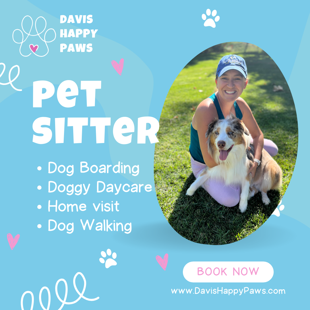 Dog Walking Happy Paws Dog Boarding Pet Boarding Happy Paws Doggy