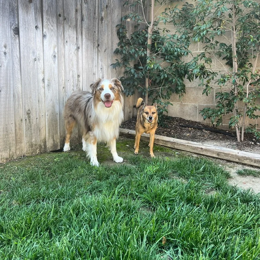 Sampson & Maverick. Sampson was the first dog to ever come to Doggy Daycare!